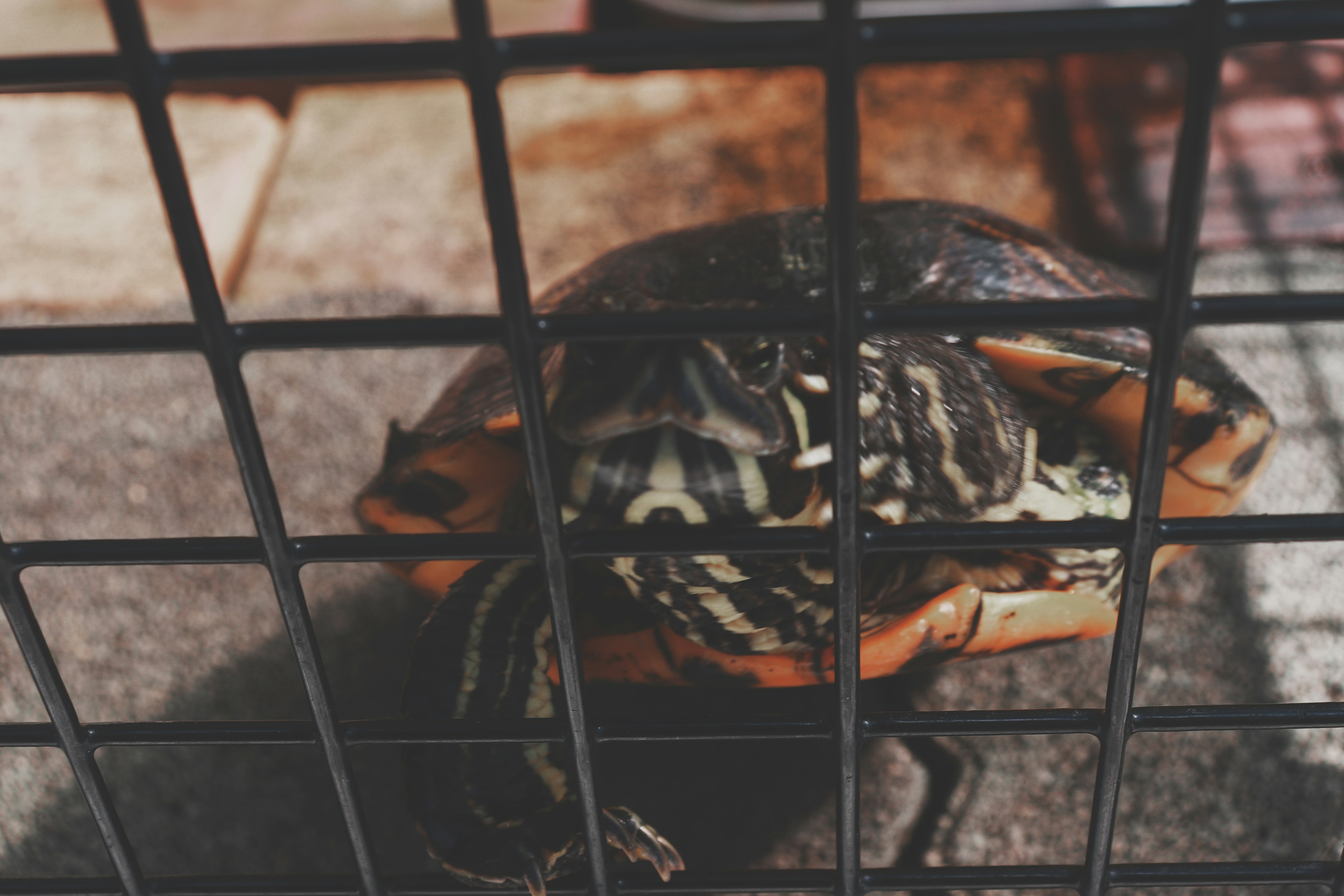 A striped frog with golden patterns inside a wire cage