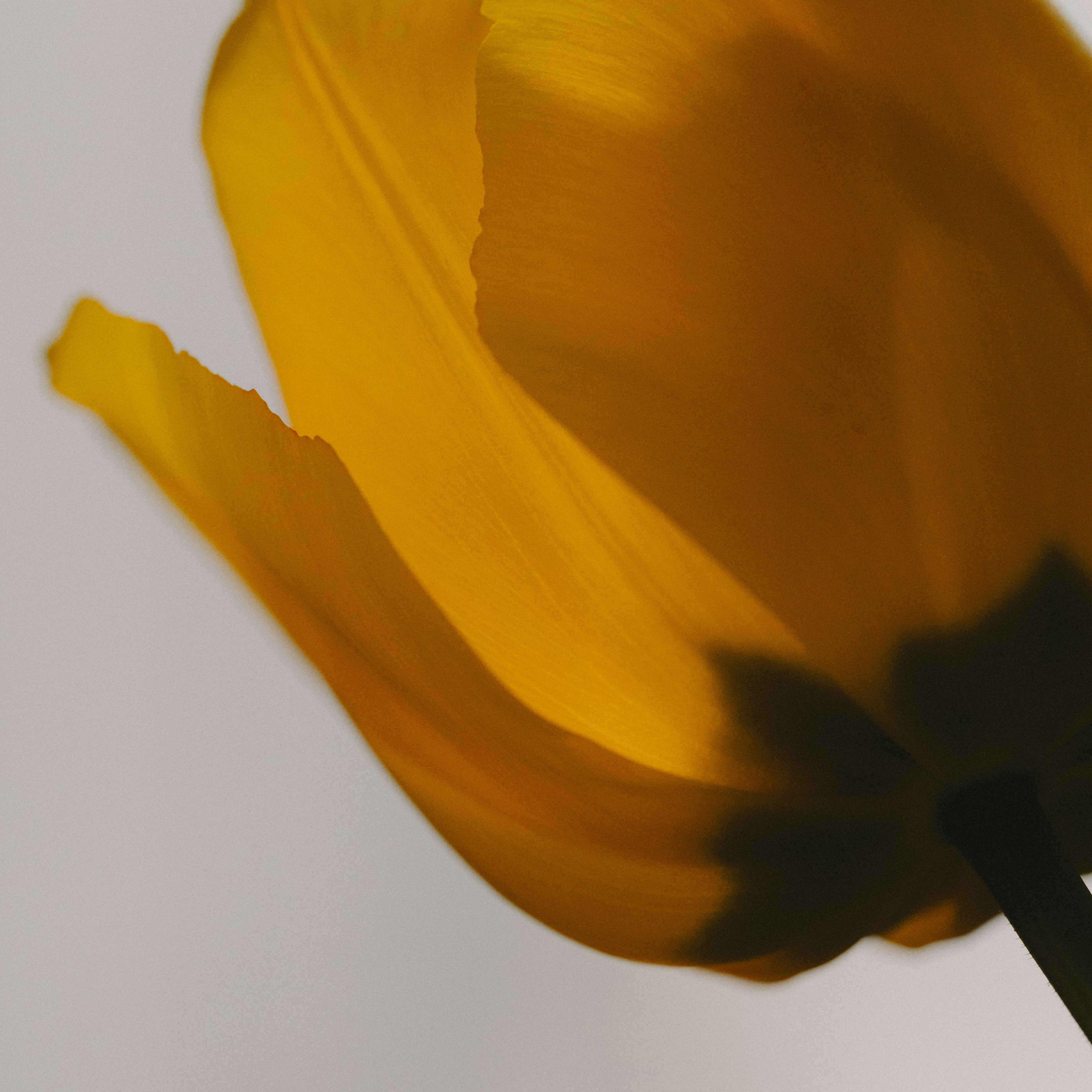 Close-up of a vibrant yellow tulip petal