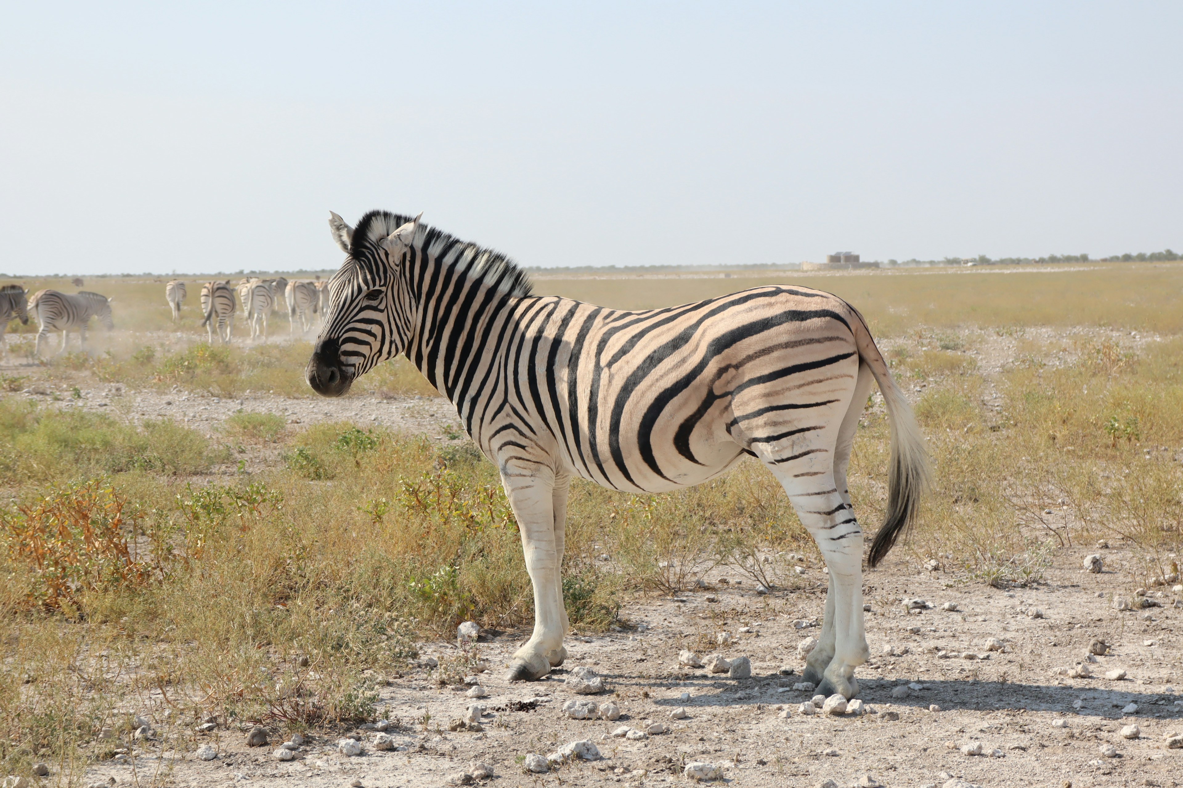 Zebra berdiri di padang rumput di bawah langit cerah