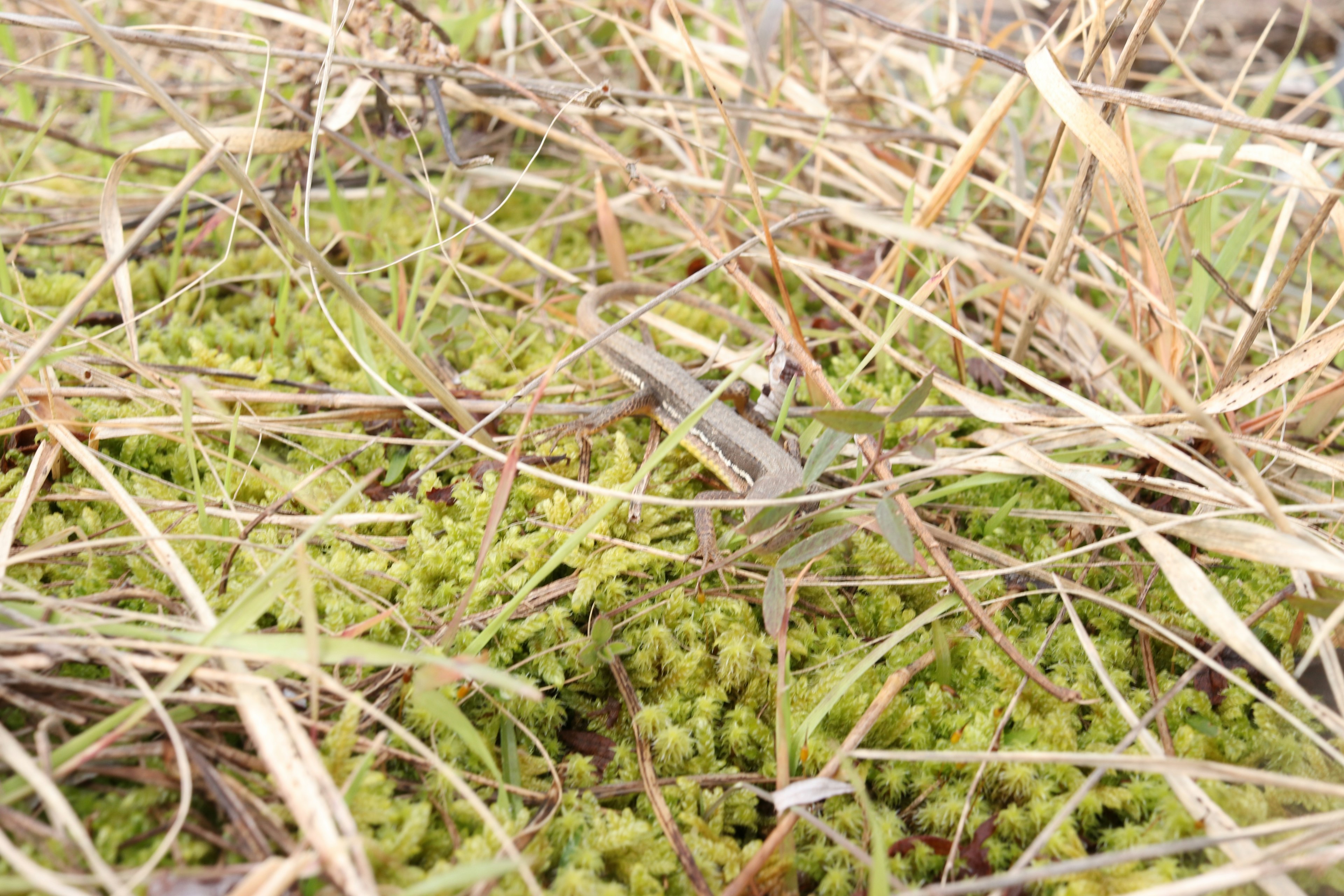 Una criatura delgada camuflada entre musgo verde y hierba seca