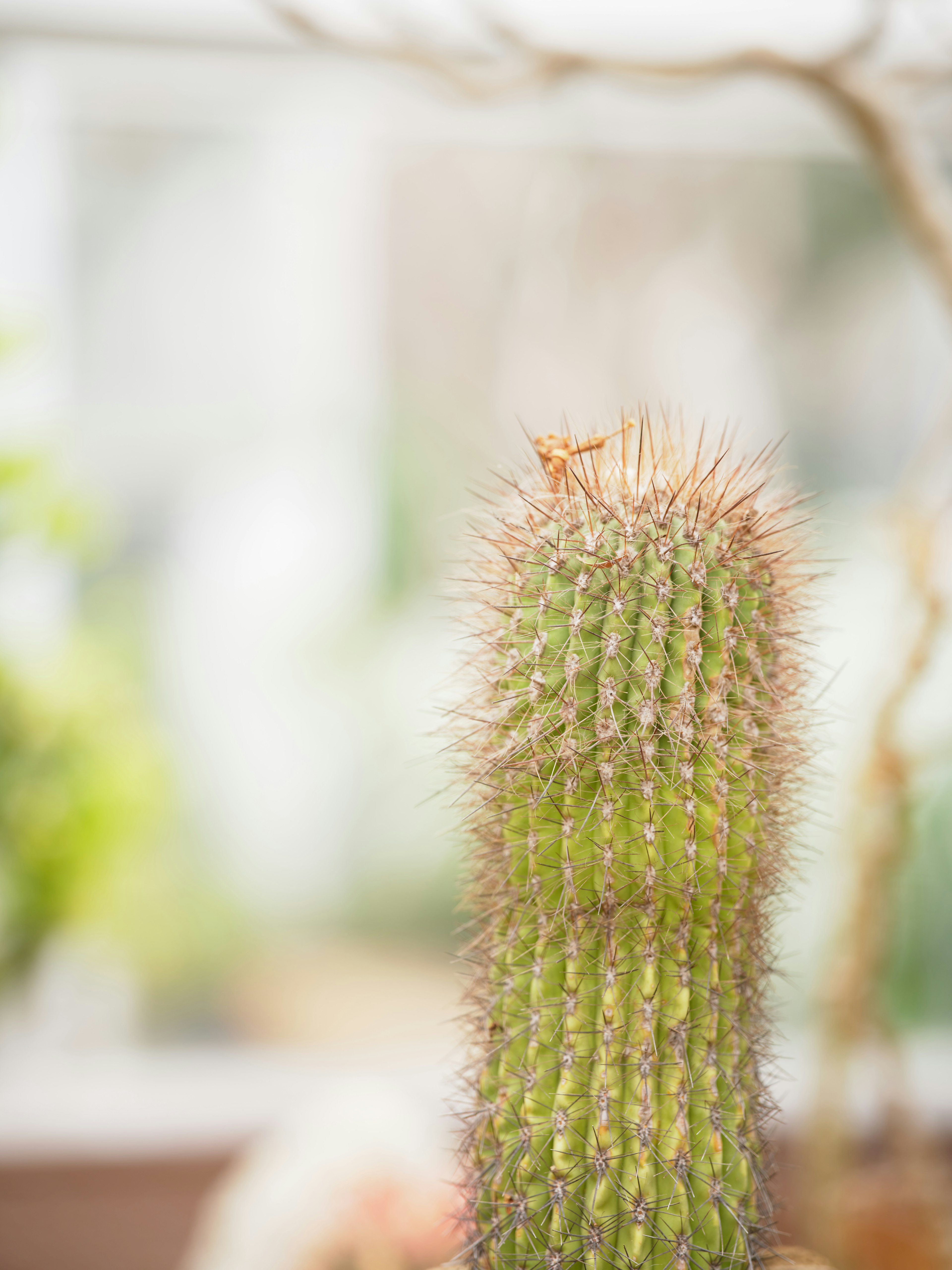 Imagen en primer plano de un cactus verde con espinas distintivas y un fondo difuminado