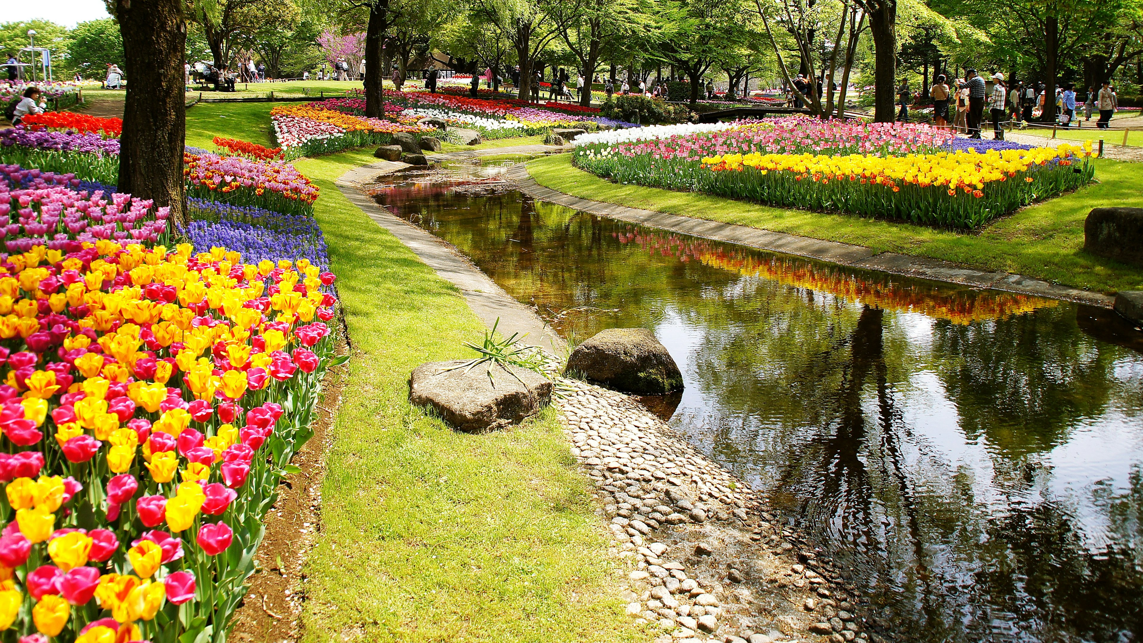 Jardin de tulipes colorées avec un ruisseau serein et une végétation luxuriante