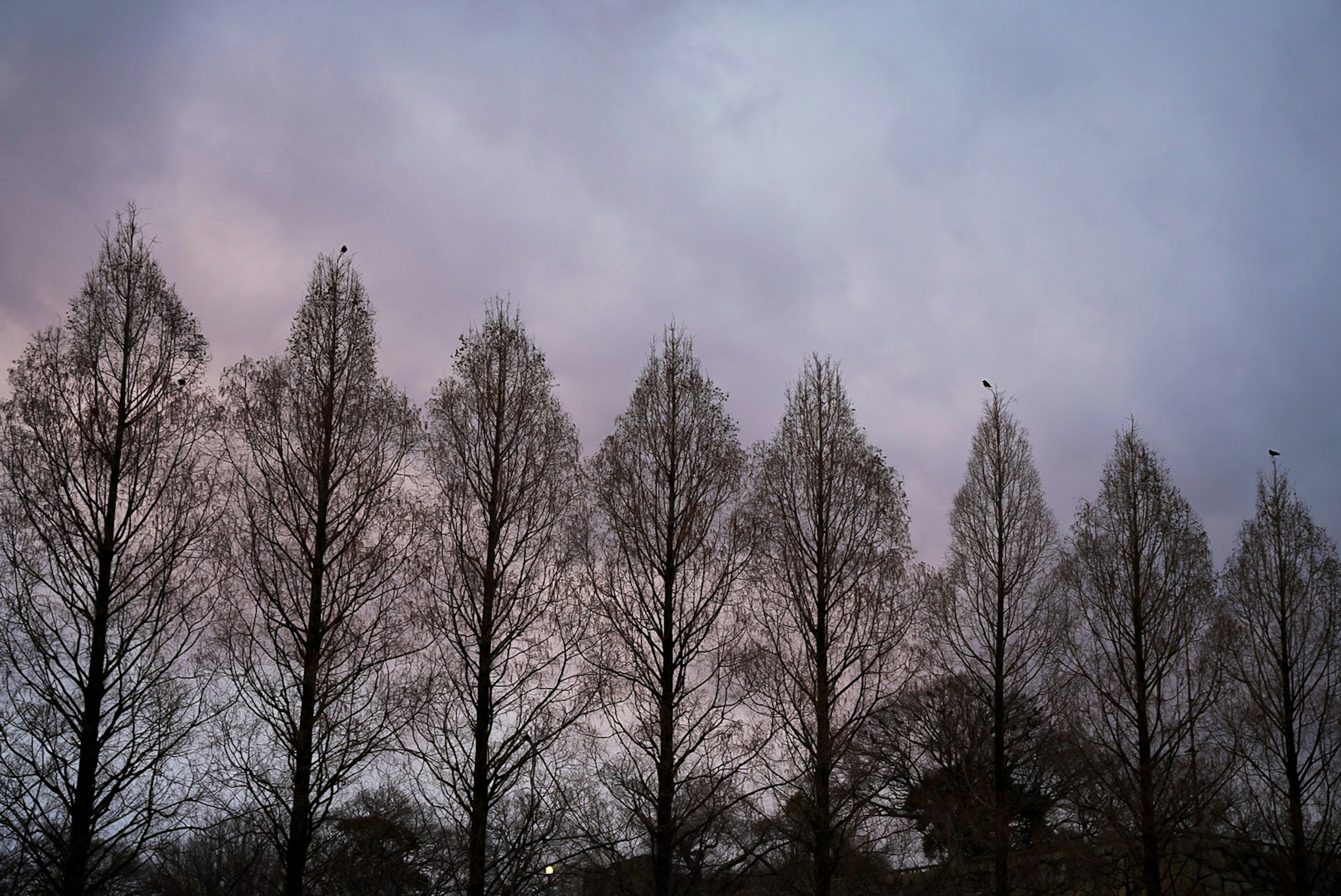 Silhouette von ausgerichteten Bäumen in der Dämmerung