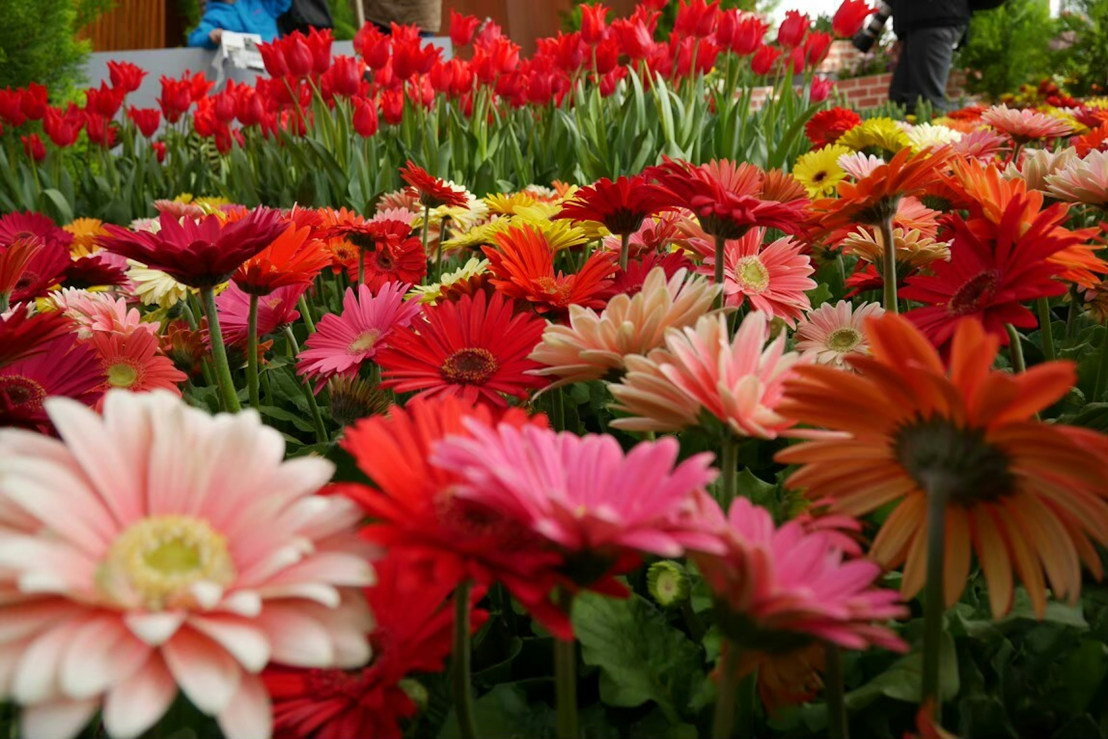 Vườn đầy màu sắc với hoa cúc gerbera và hoa tulip