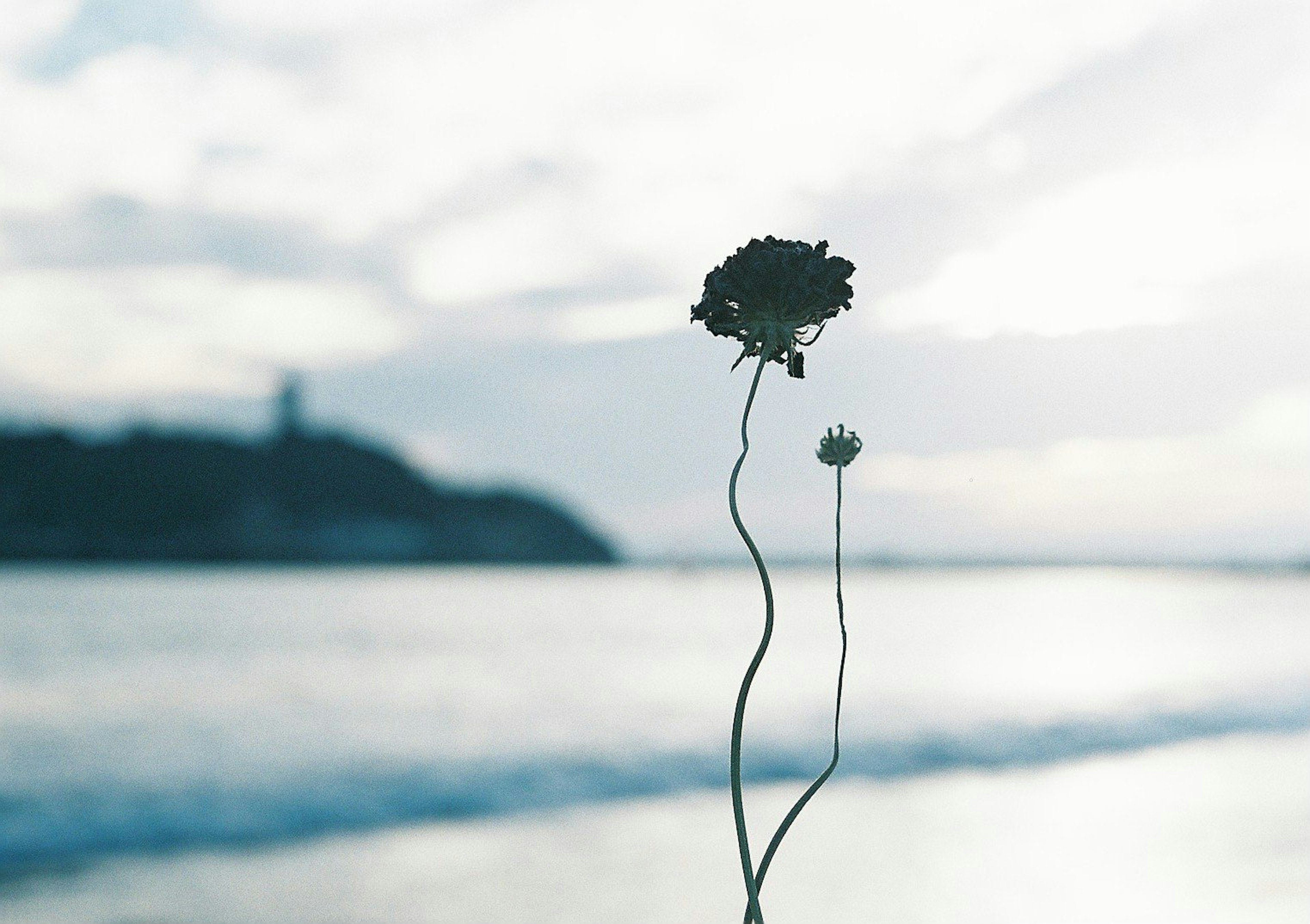 海の背景に立つ二つの花の茎