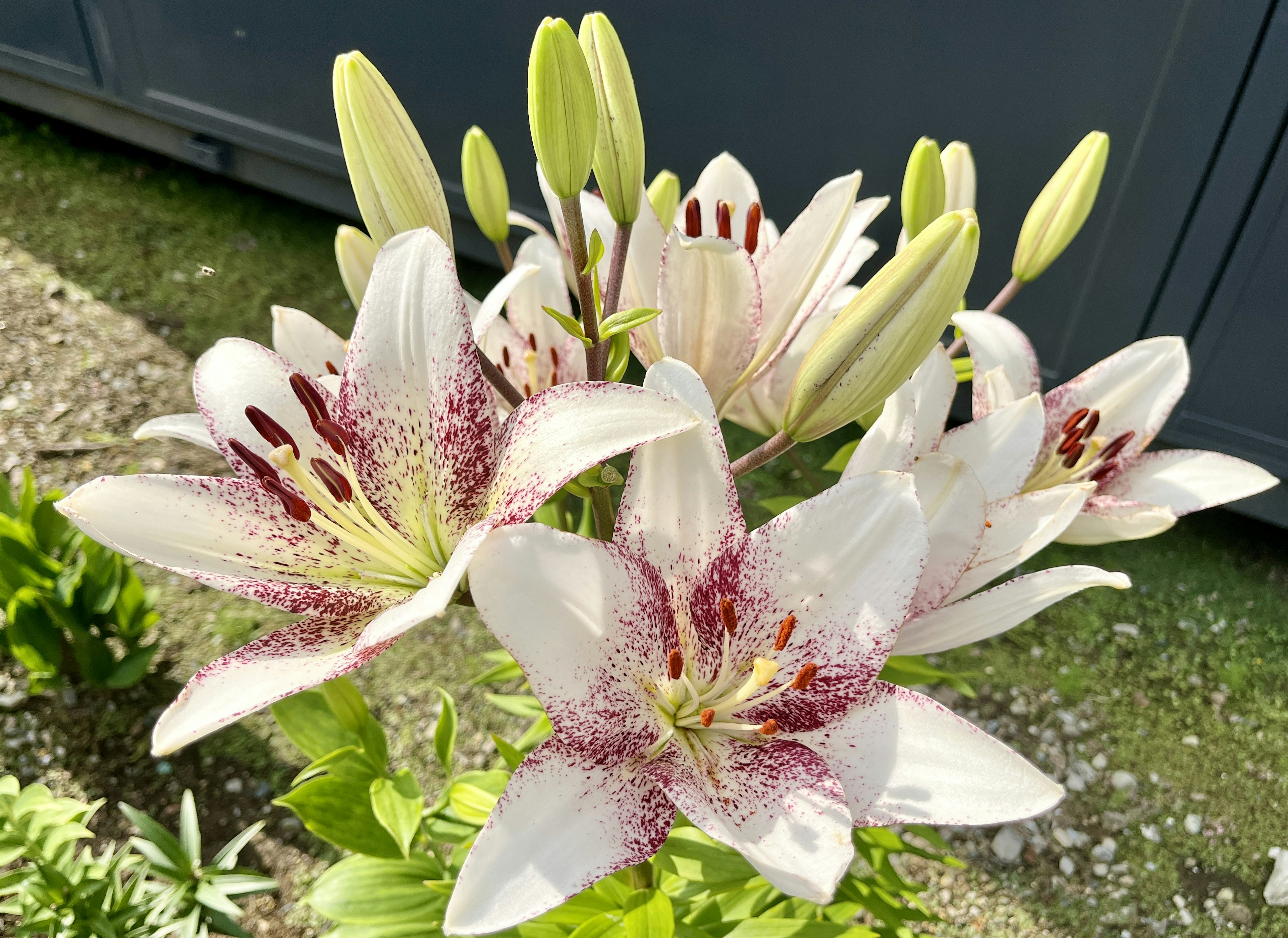 白いユリの花が咲いている様子とつぼみ