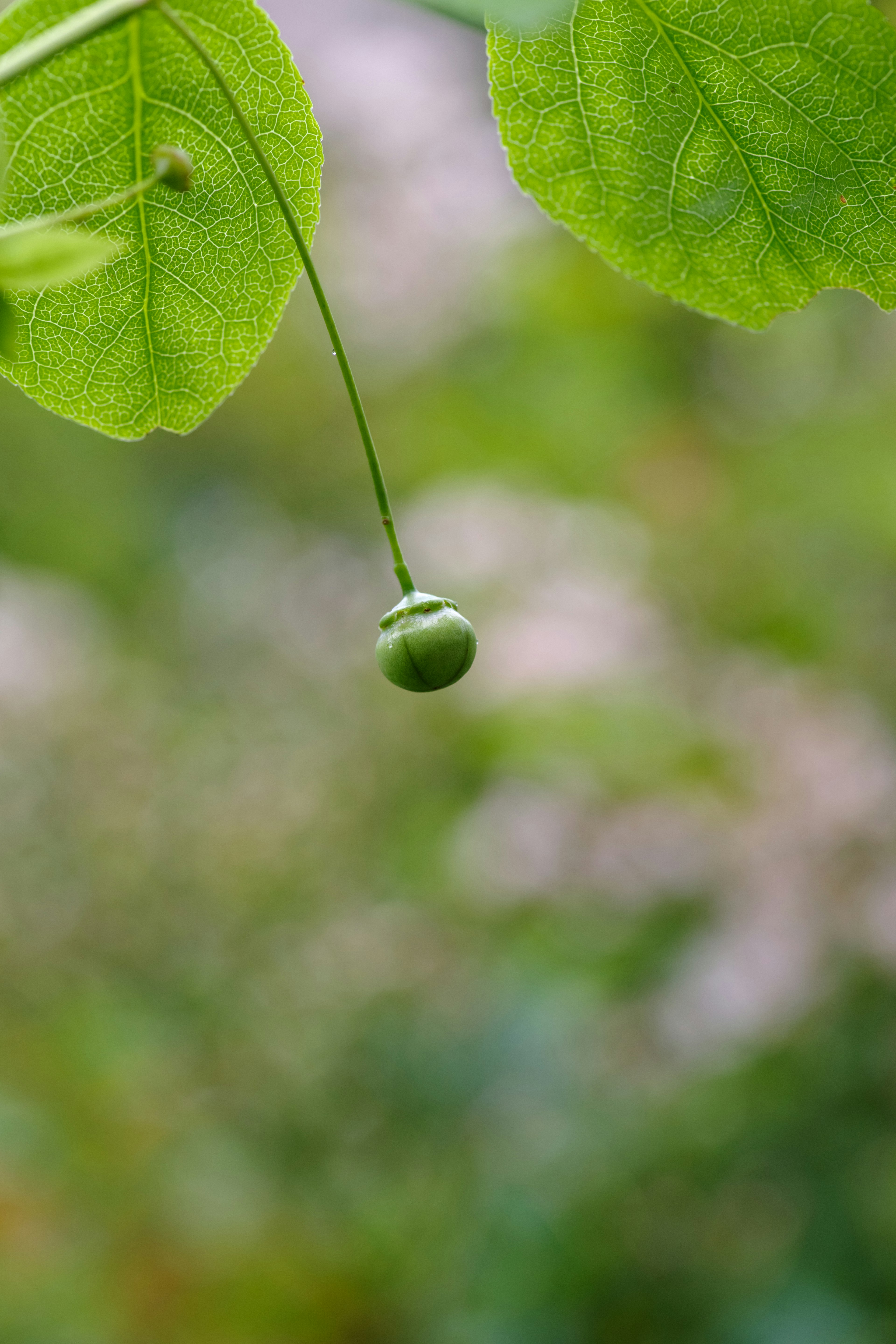 Pequeño fruto verde colgando entre hojas verdes