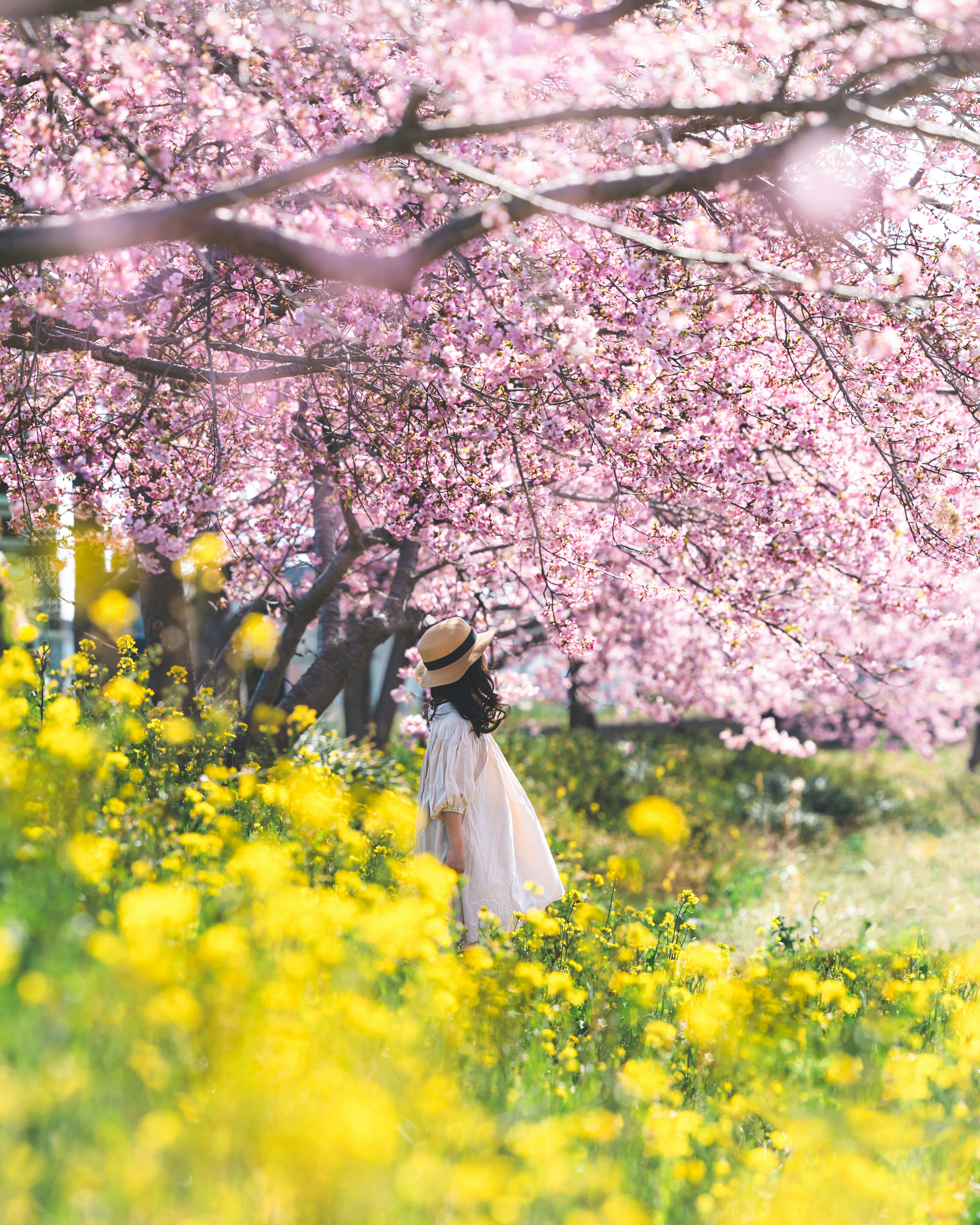 桜の木の下で黄色い花に囲まれた女性と男性の姿