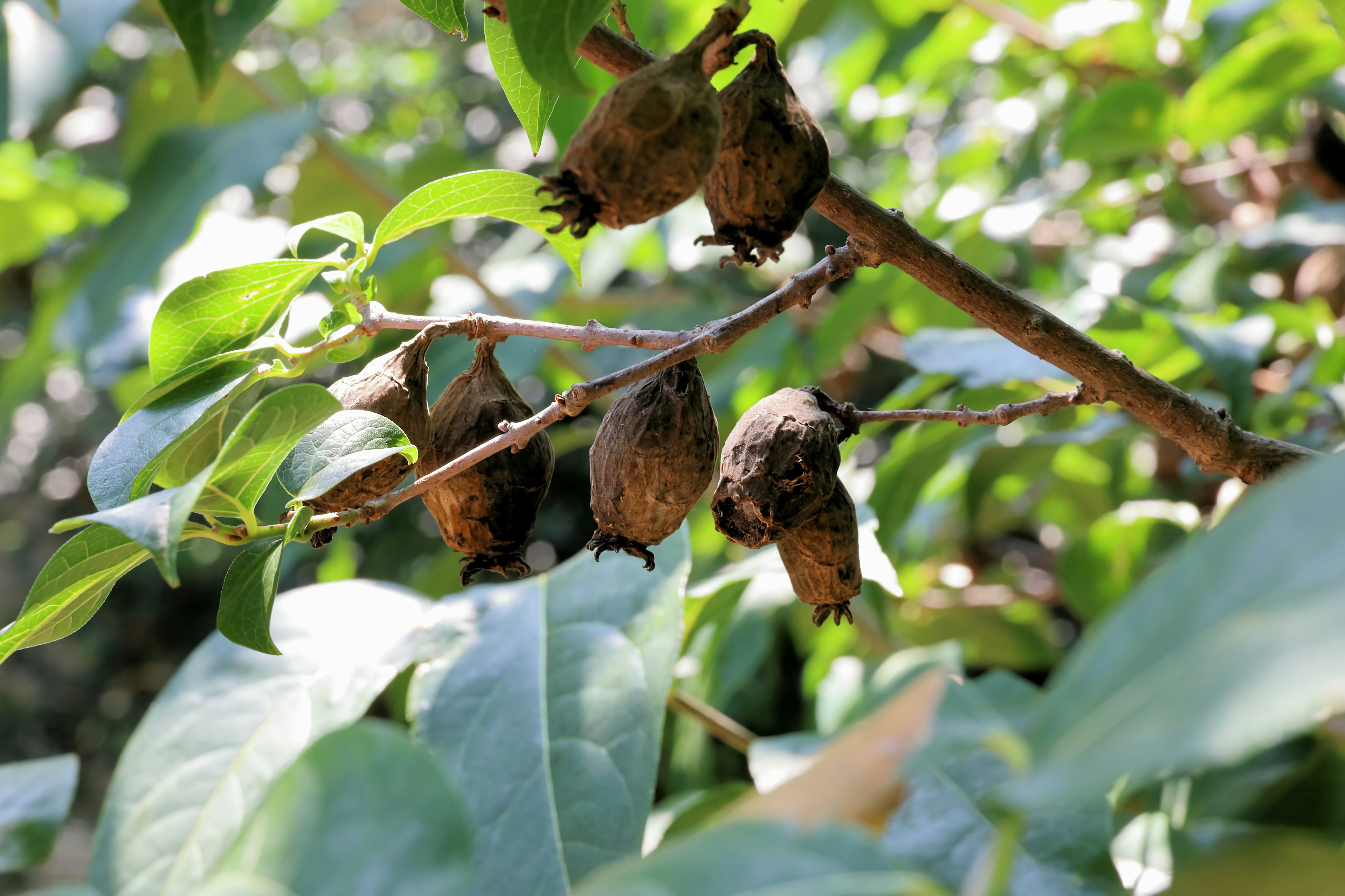 Several brown fruits hanging from a branch surrounded by green leaves