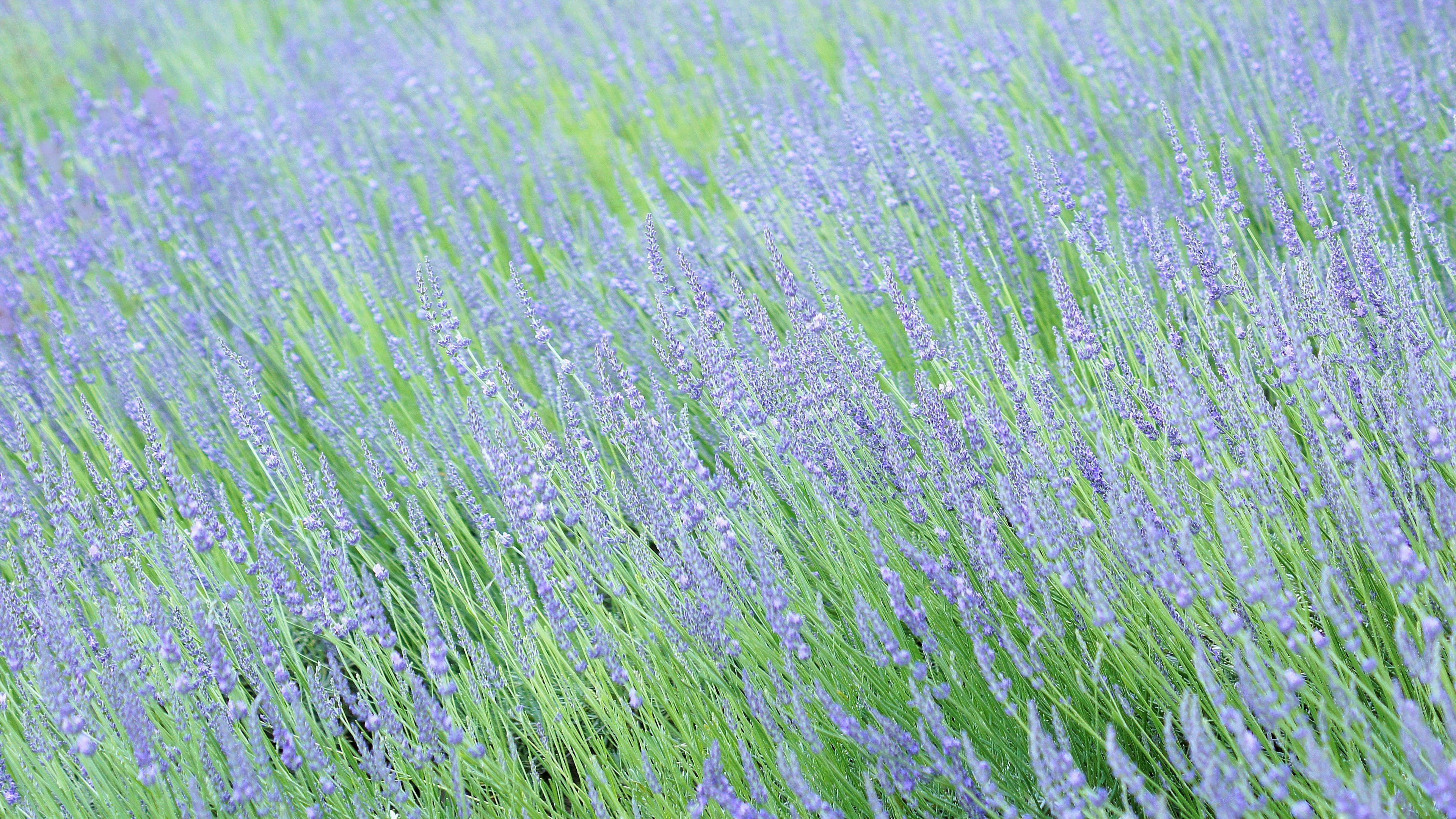 Ladang lavender yang bergoyang di angin dengan bunga ungu dan rumput hijau