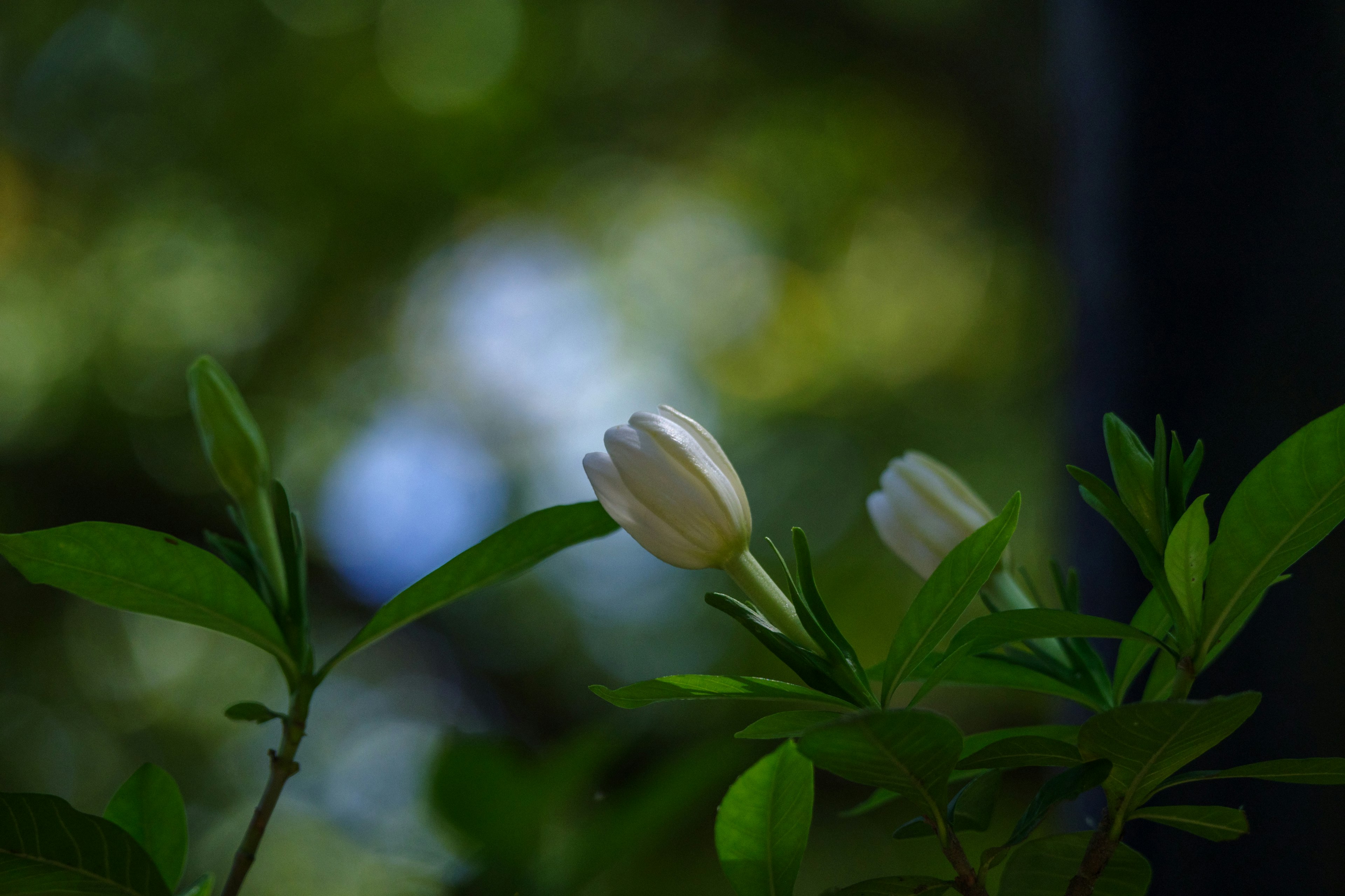 白色花苞与绿色叶子在模糊背景中