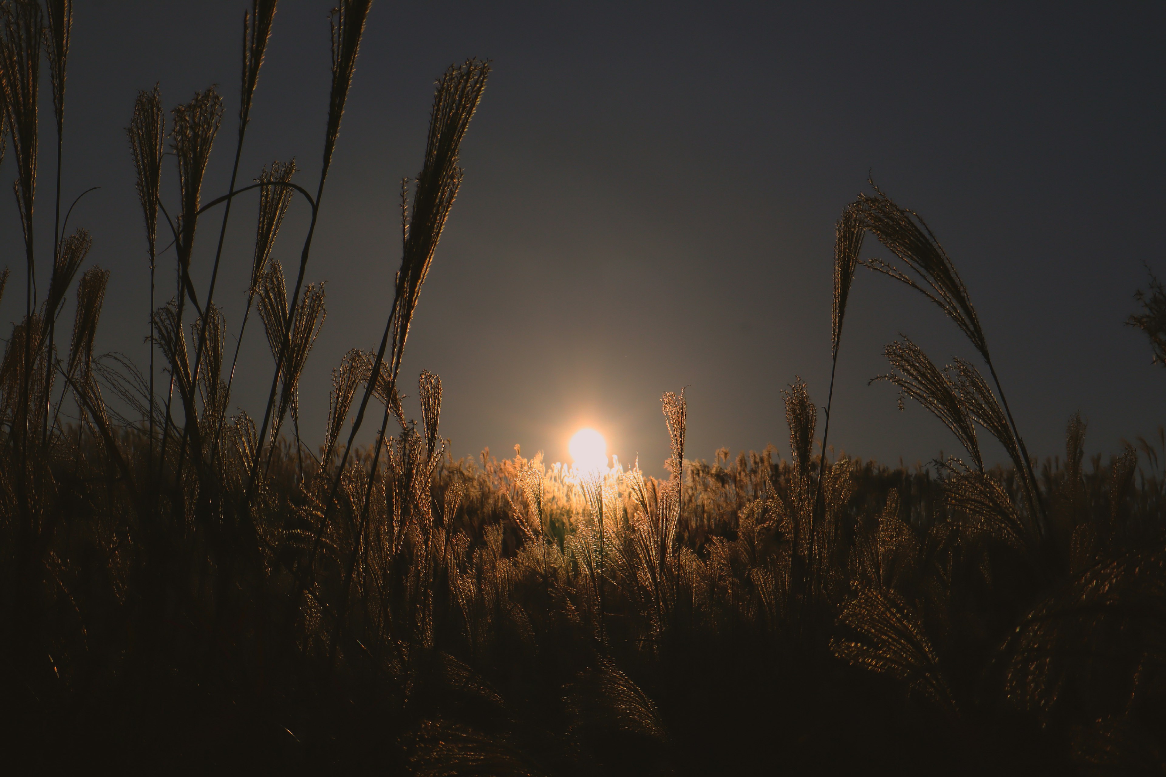 Silhouette of grass with a glowing moon in the night sky