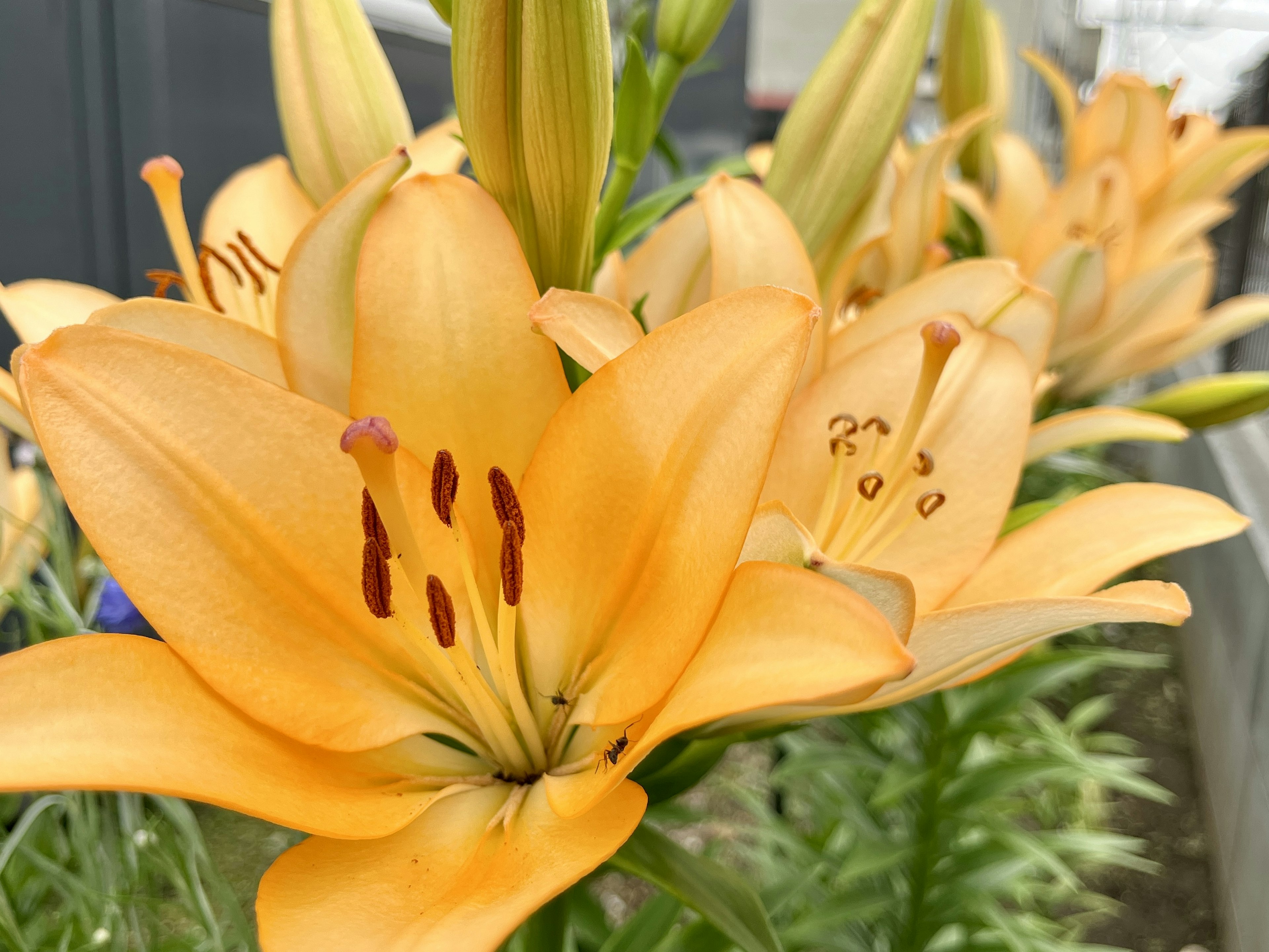 Nahaufnahme von blühenden orangen Lilien mit lebhaften Blütenblättern und grünem Laub