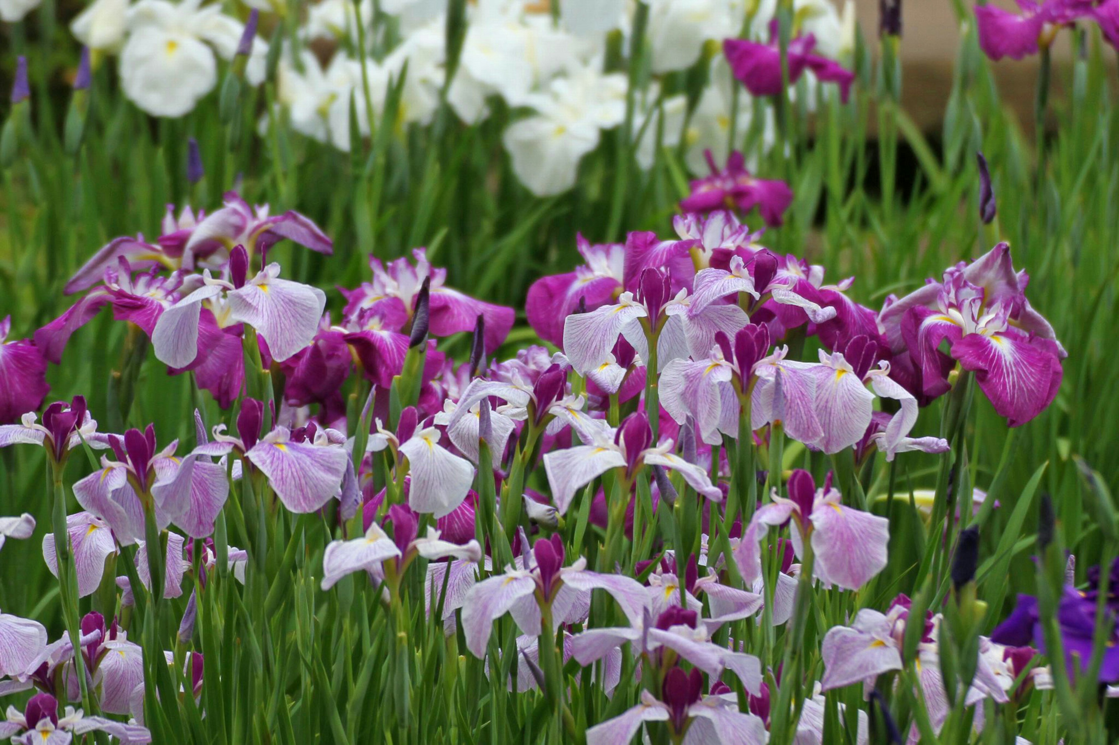 Bunte Irisblumen blühen in einer Gartenszene