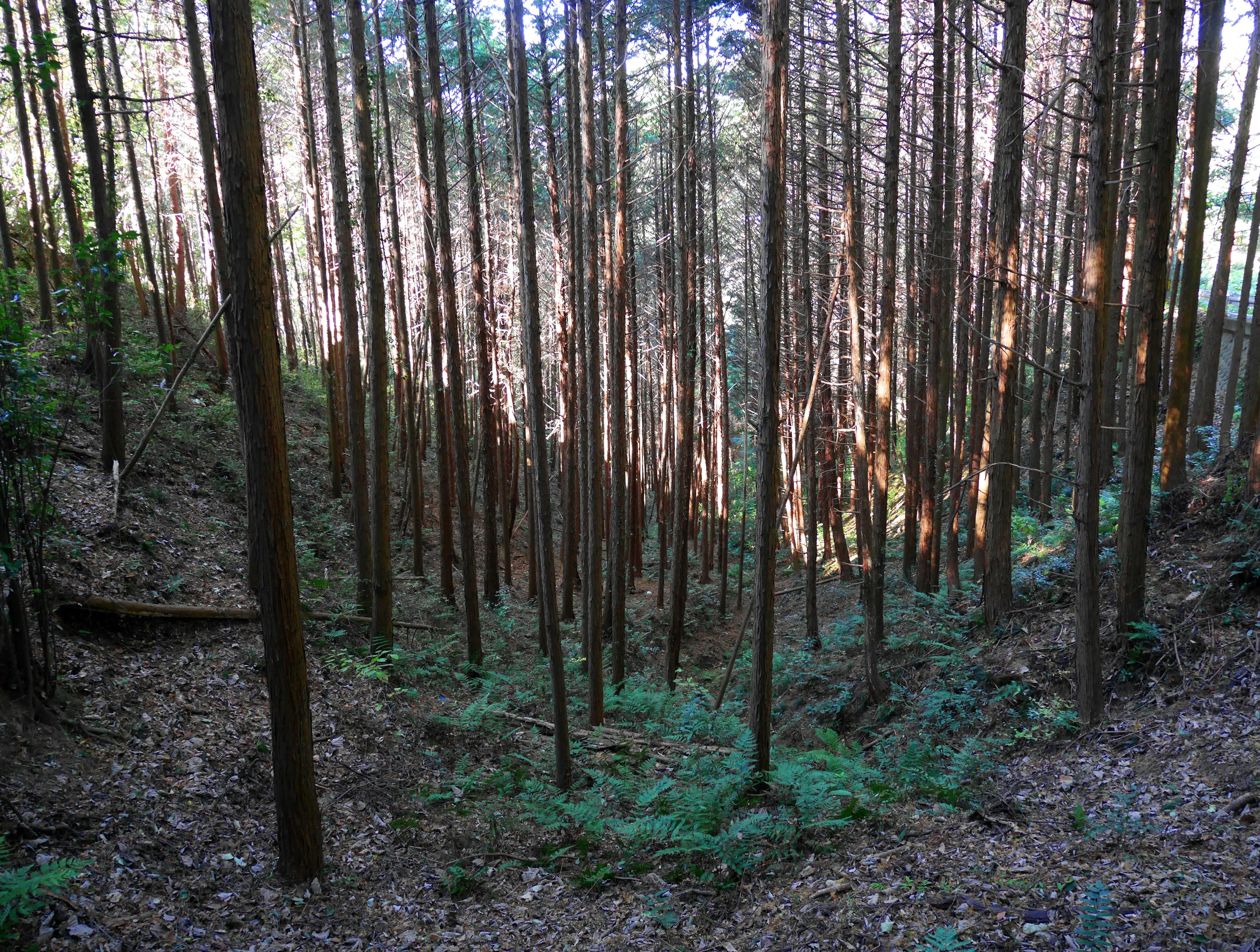 Lanskap dengan pohon-pohon tinggi ramping dan pakis hijau di hutan