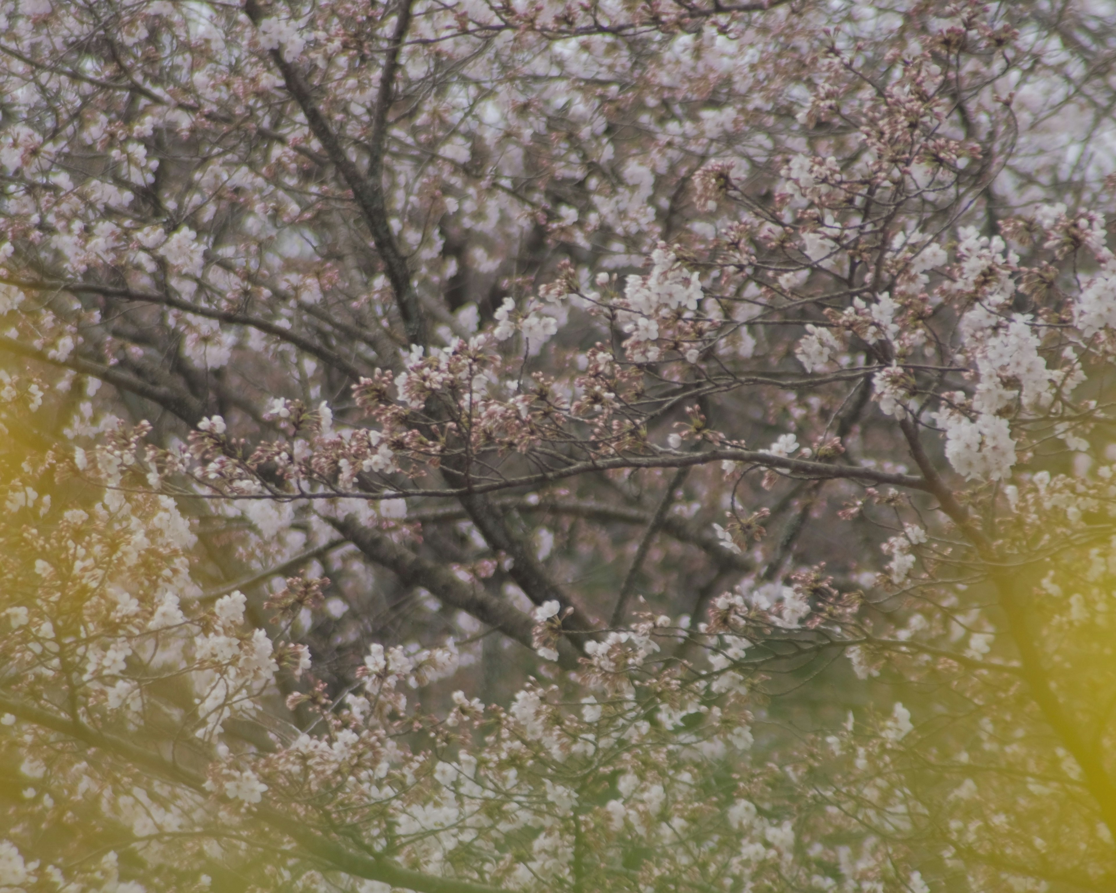 桜の花が咲いている木の枝が見える風景