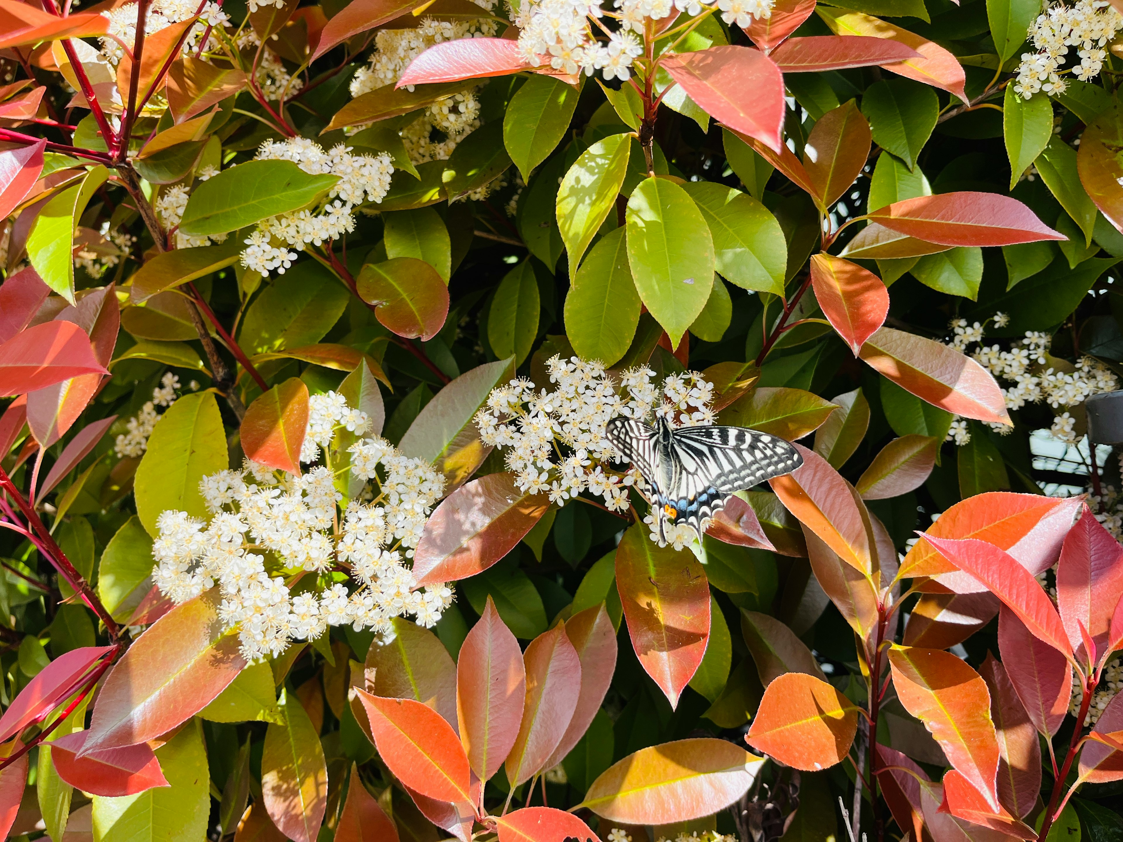 白い花と緑と赤の葉が特徴的な植物に留まる白黒の蝶