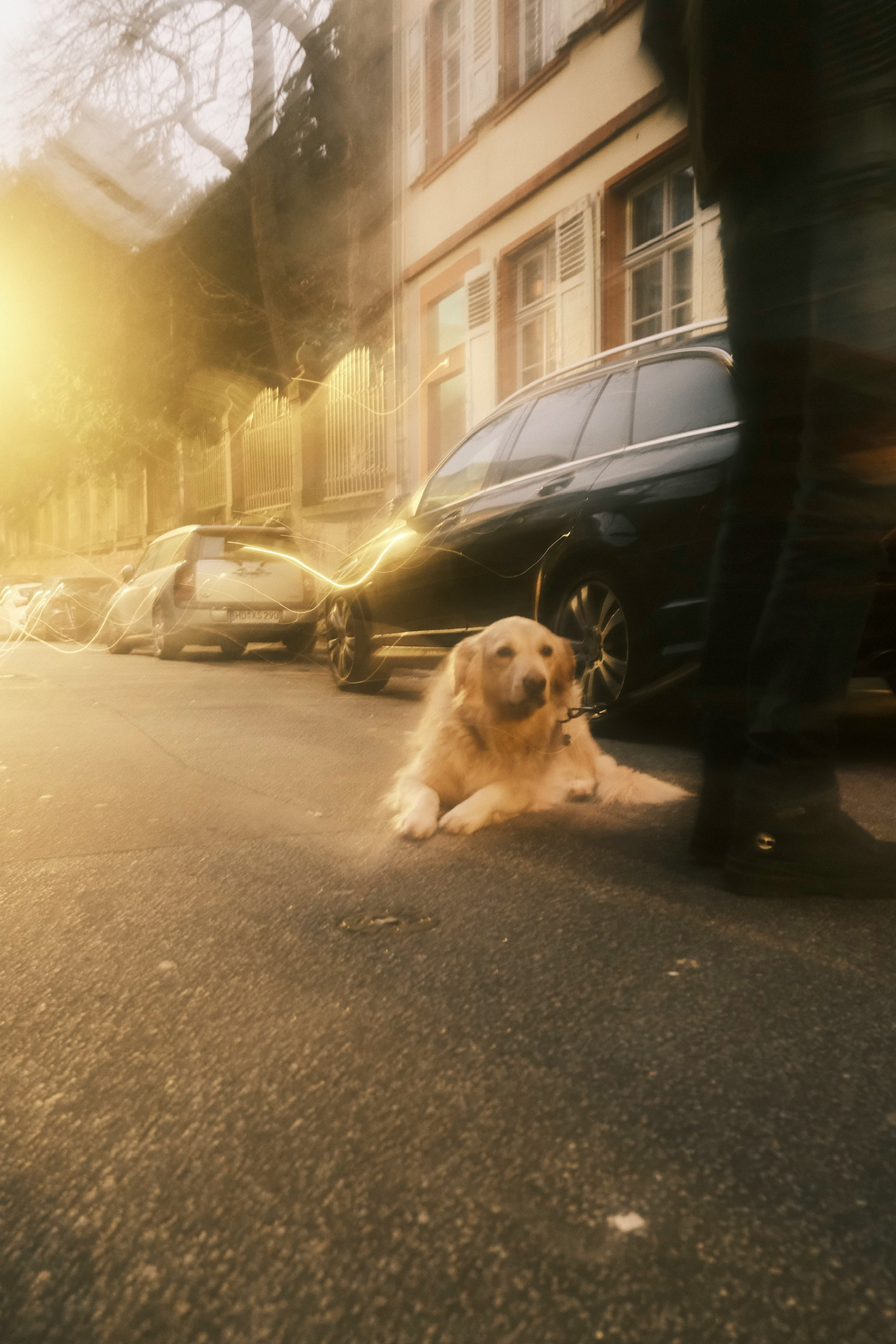 Golden retriever terbaring di jalan dengan kaki orang terlihat