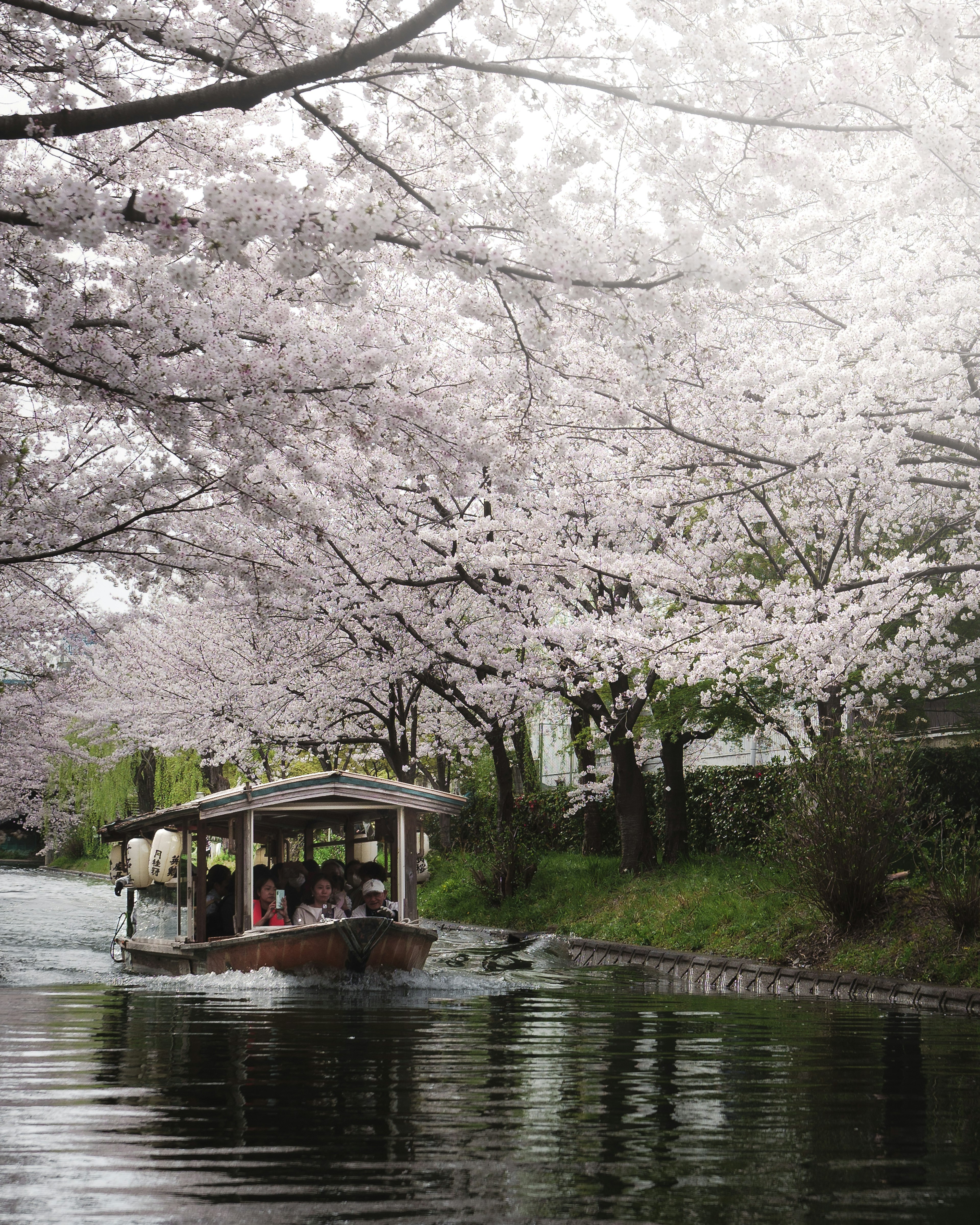 Perahu yang meluncur di bawah pohon sakura dengan air tenang