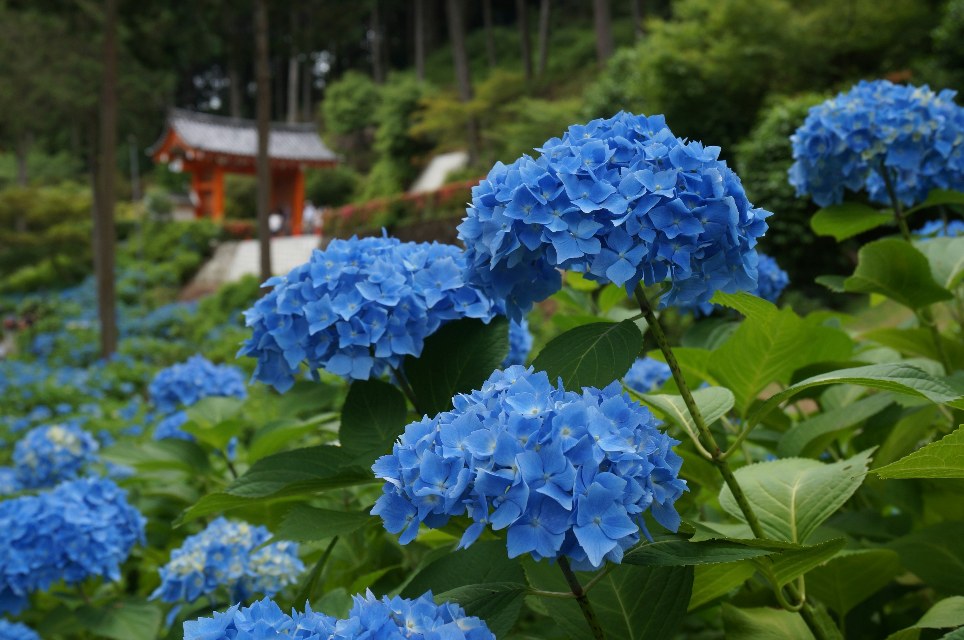 Pemandangan taman dengan bunga hidrangea biru yang mekar