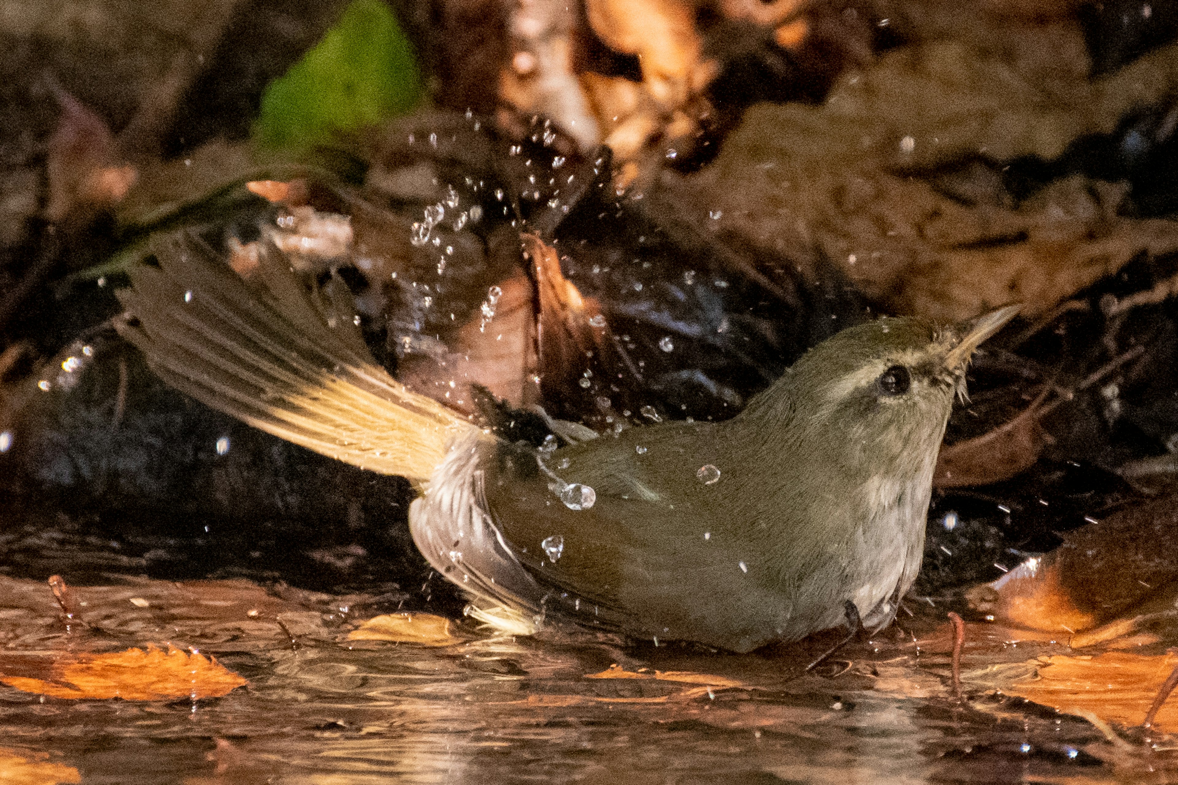 Ein kleiner Vogel badet im Wasser, umgeben von gefallenen Blättern