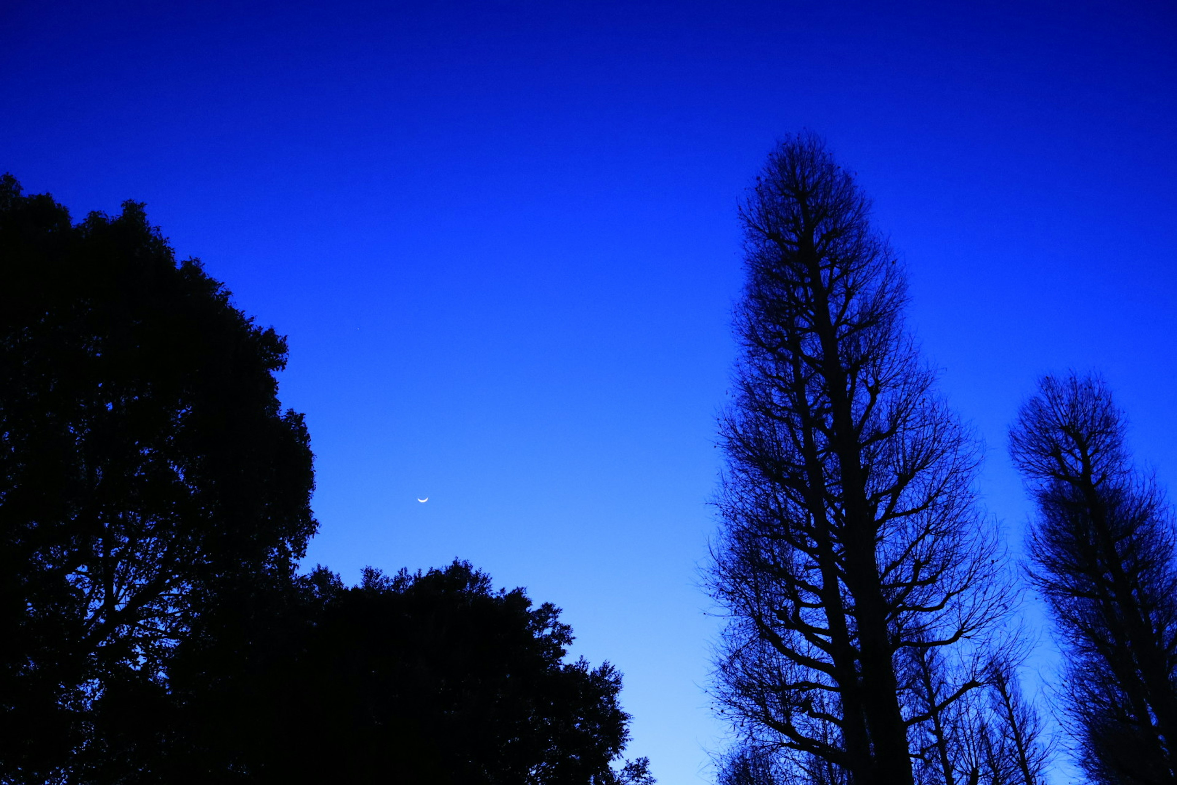 Nachtlandschaft mit silhouettierten Bäumen vor einem blauen Himmel