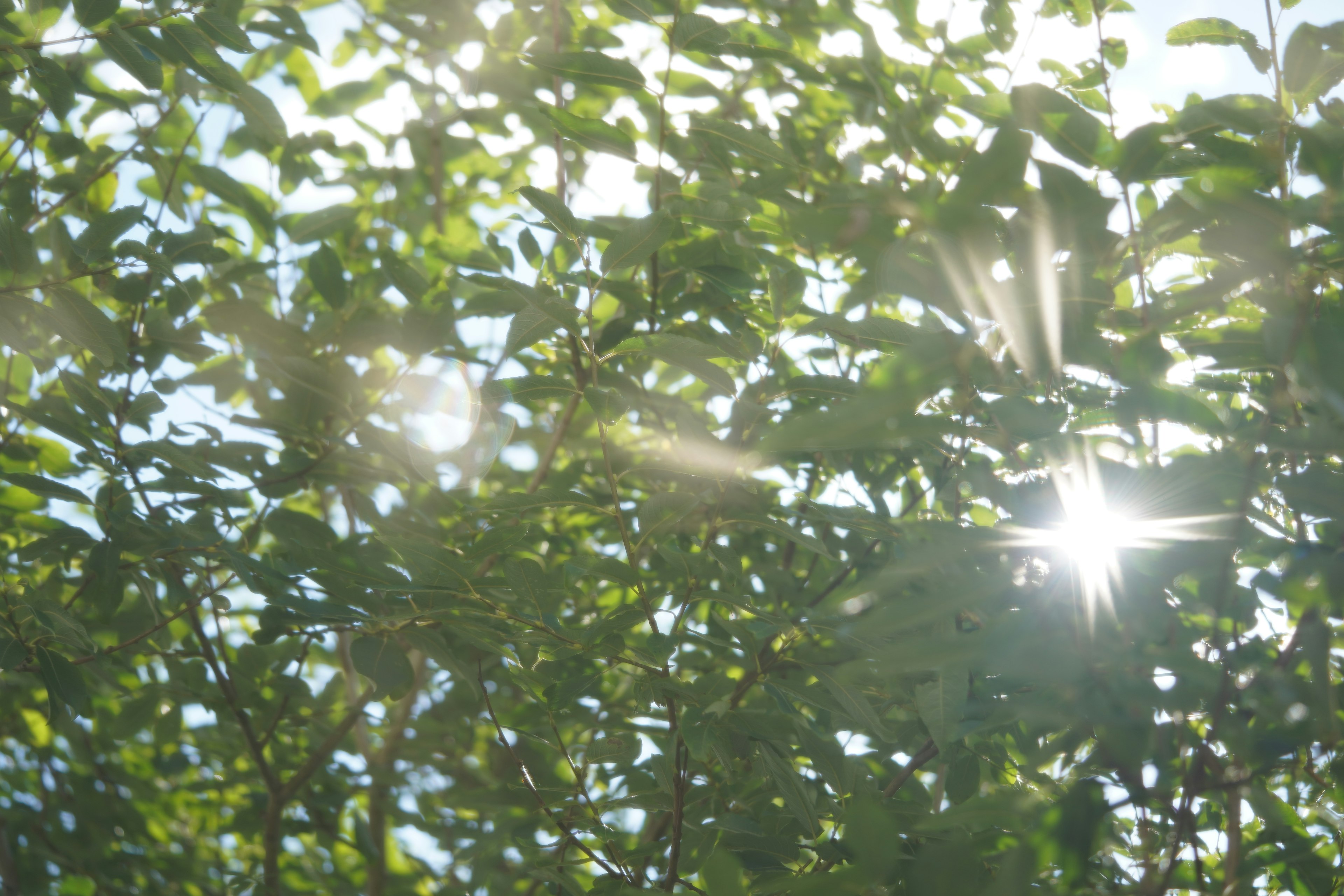 Luz del sol filtrándose a través de hojas verdes exuberantes