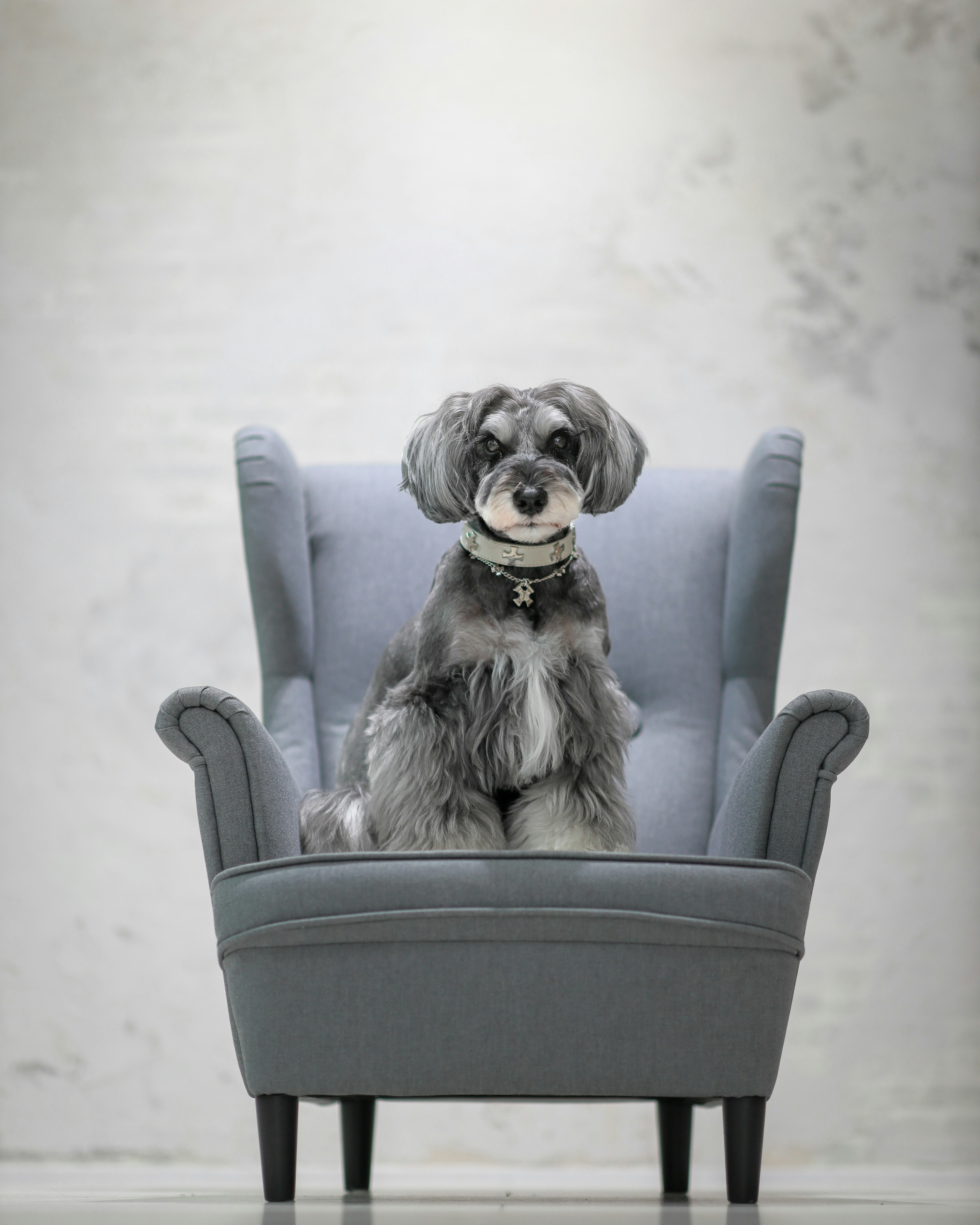 Chó schnauzer ngồi trên ghế armchair màu xám