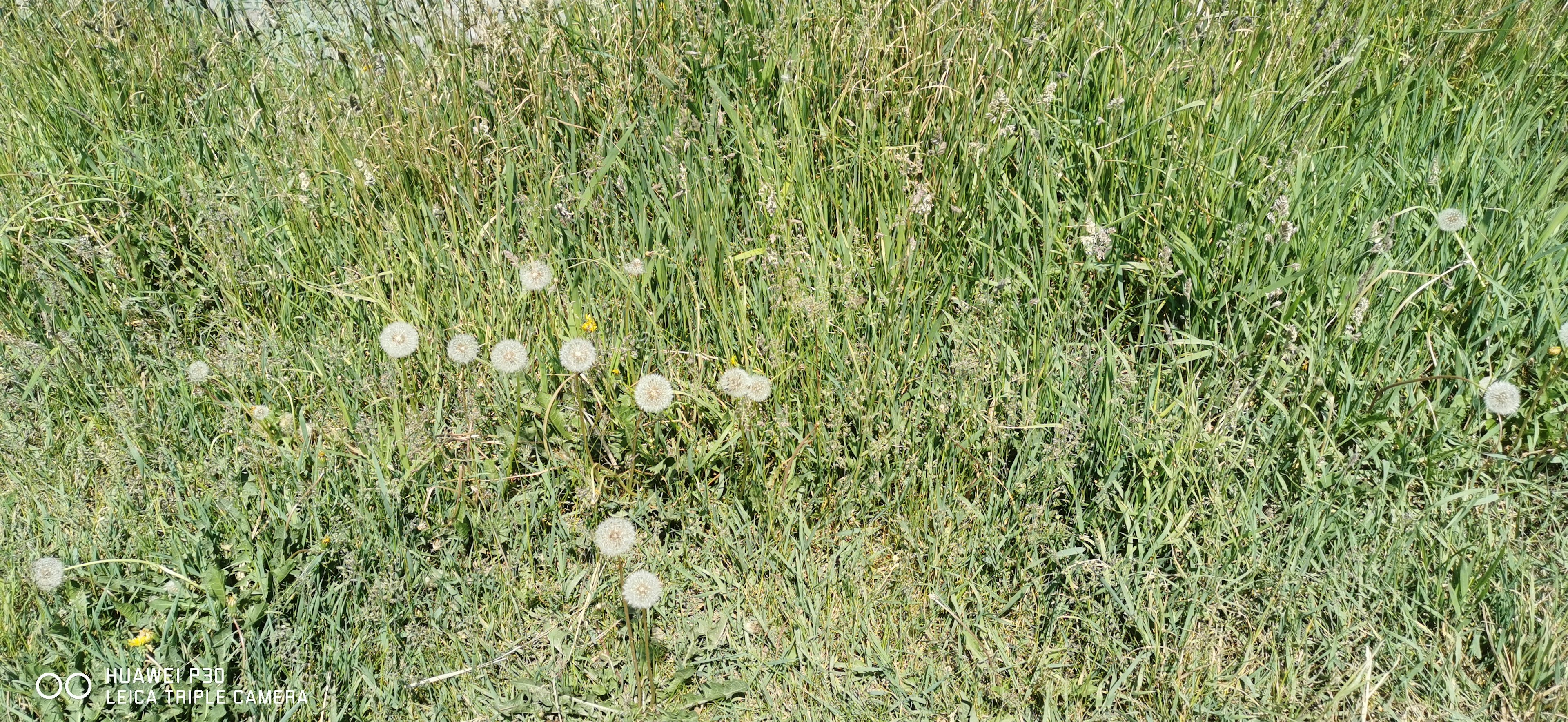 草地上散布著白色蒲公英花