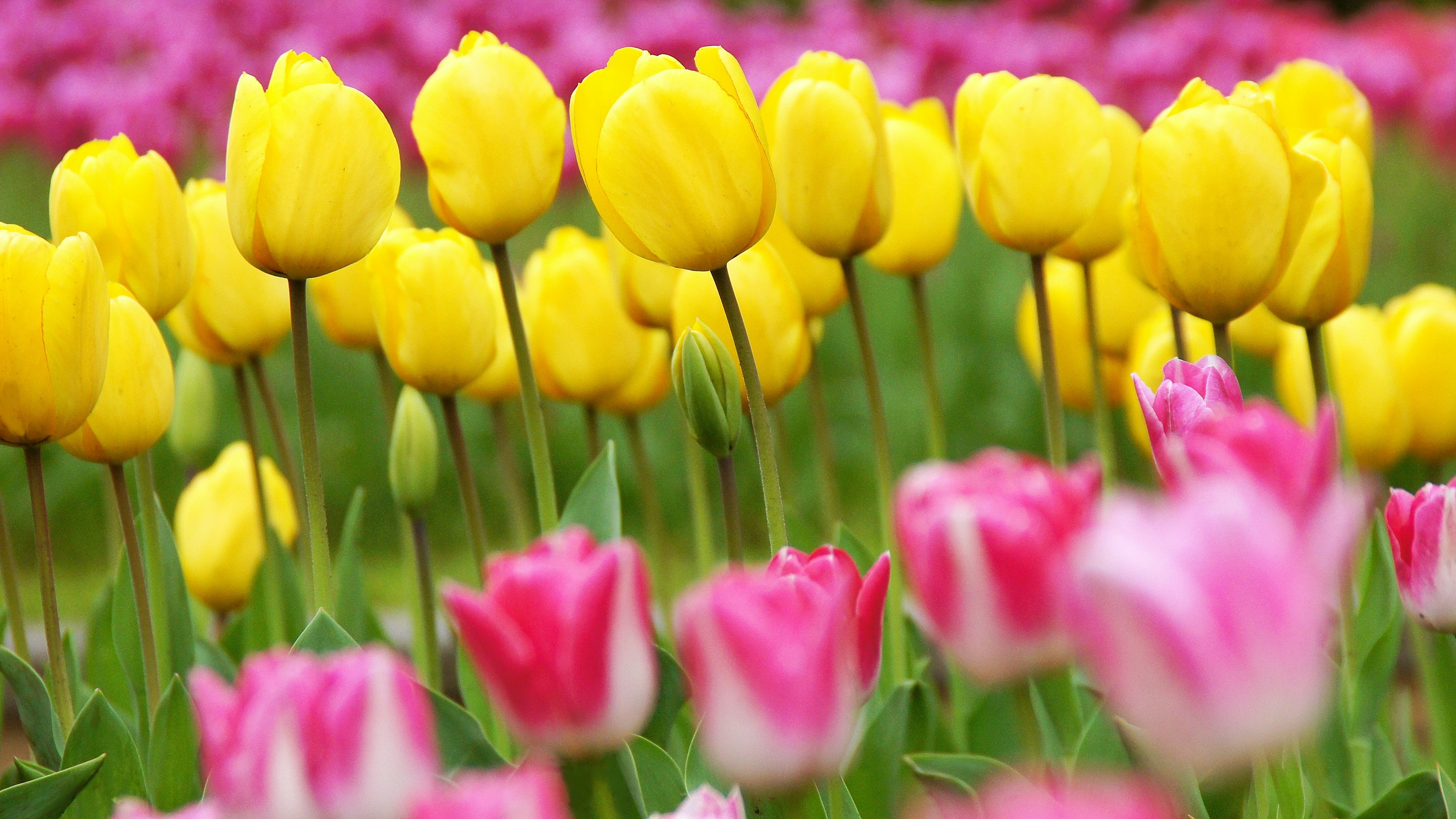 Ladang bunga cerah dengan tulip kuning dan merah muda yang sedang mekar