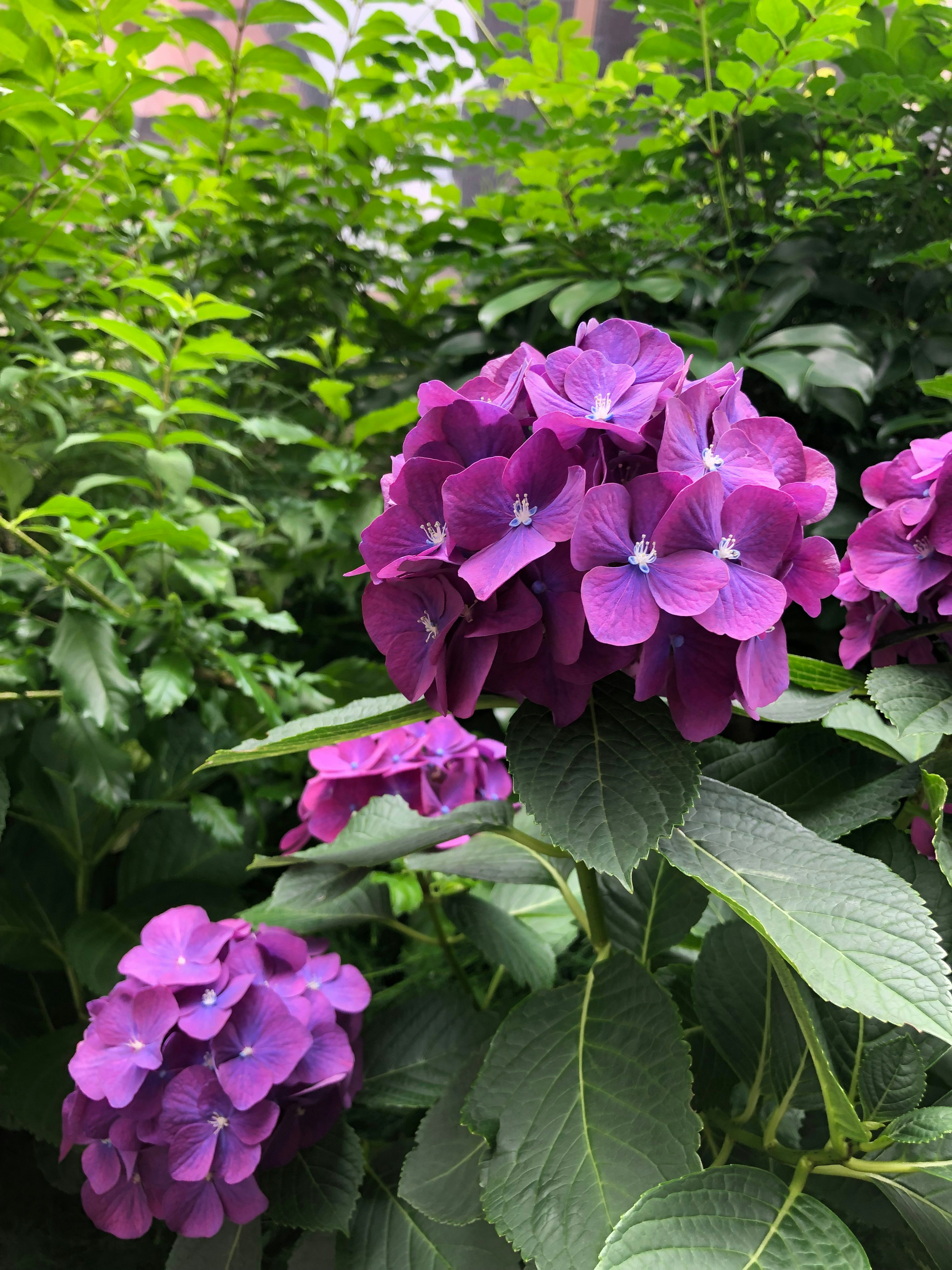 Fleurs de hortensia violettes entourées de feuilles vertes