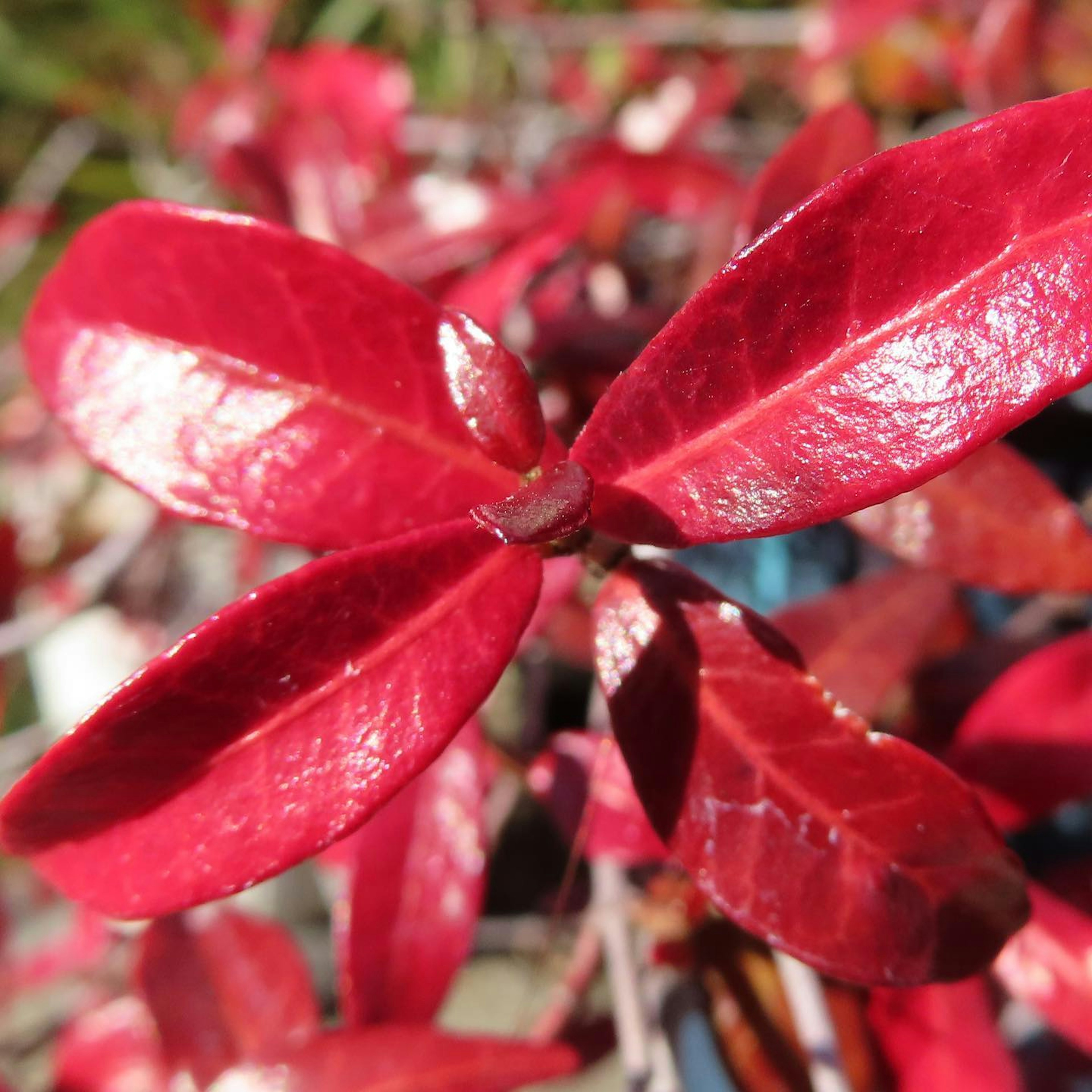 Primo piano di una pianta con foglie rosse vivaci