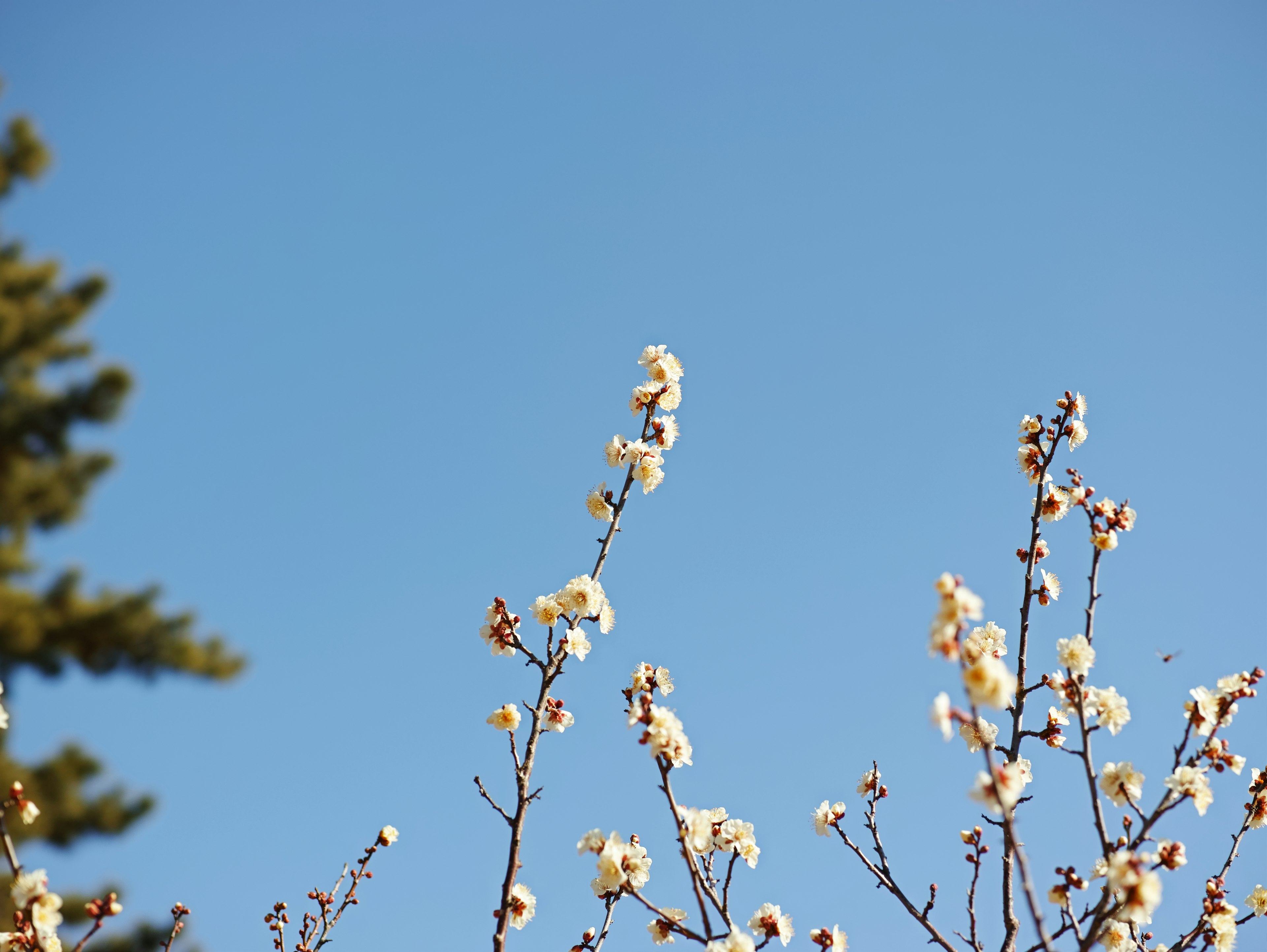 Äste mit weißen Blüten vor blauem Himmel