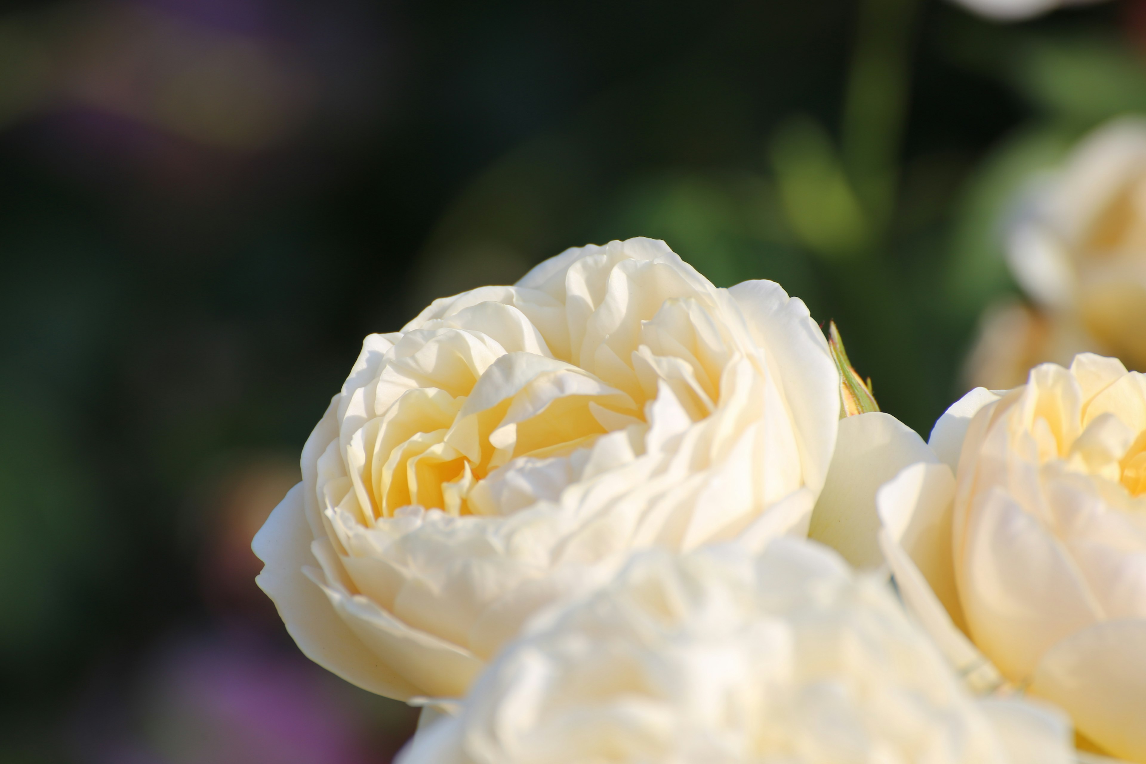 Imagen en primer plano de rosas blancas floreciendo con centros amarillos