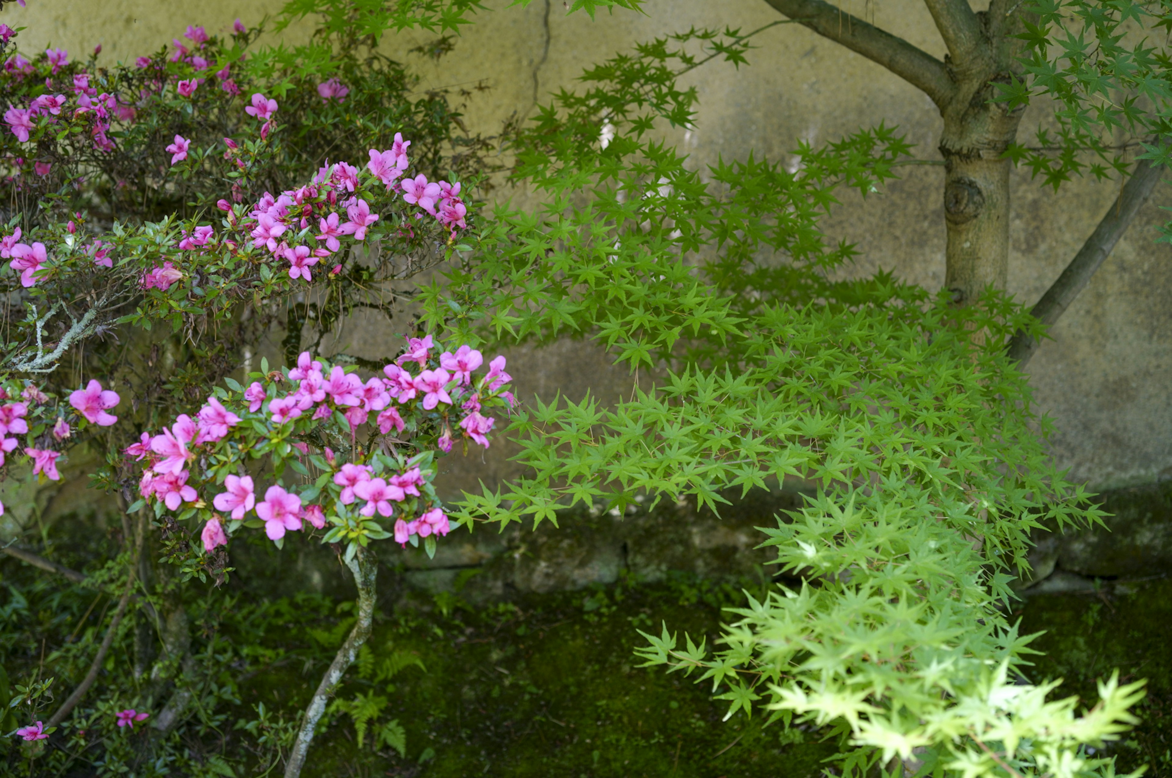 日本庭院的一角，盛开的粉色杜鹃花和生机勃勃的绿色叶子