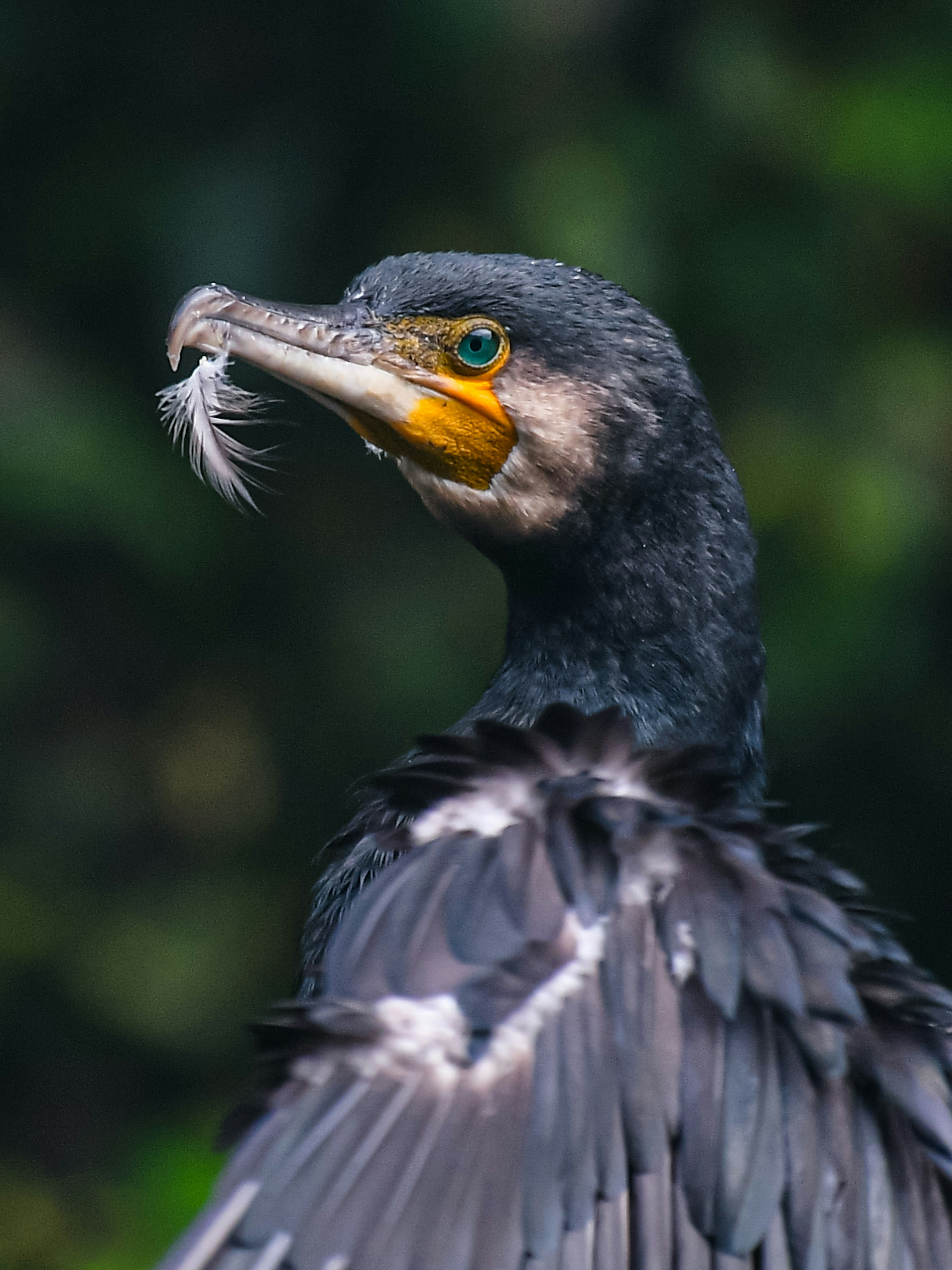 Profile of a cormorant with black feathers and orange beak