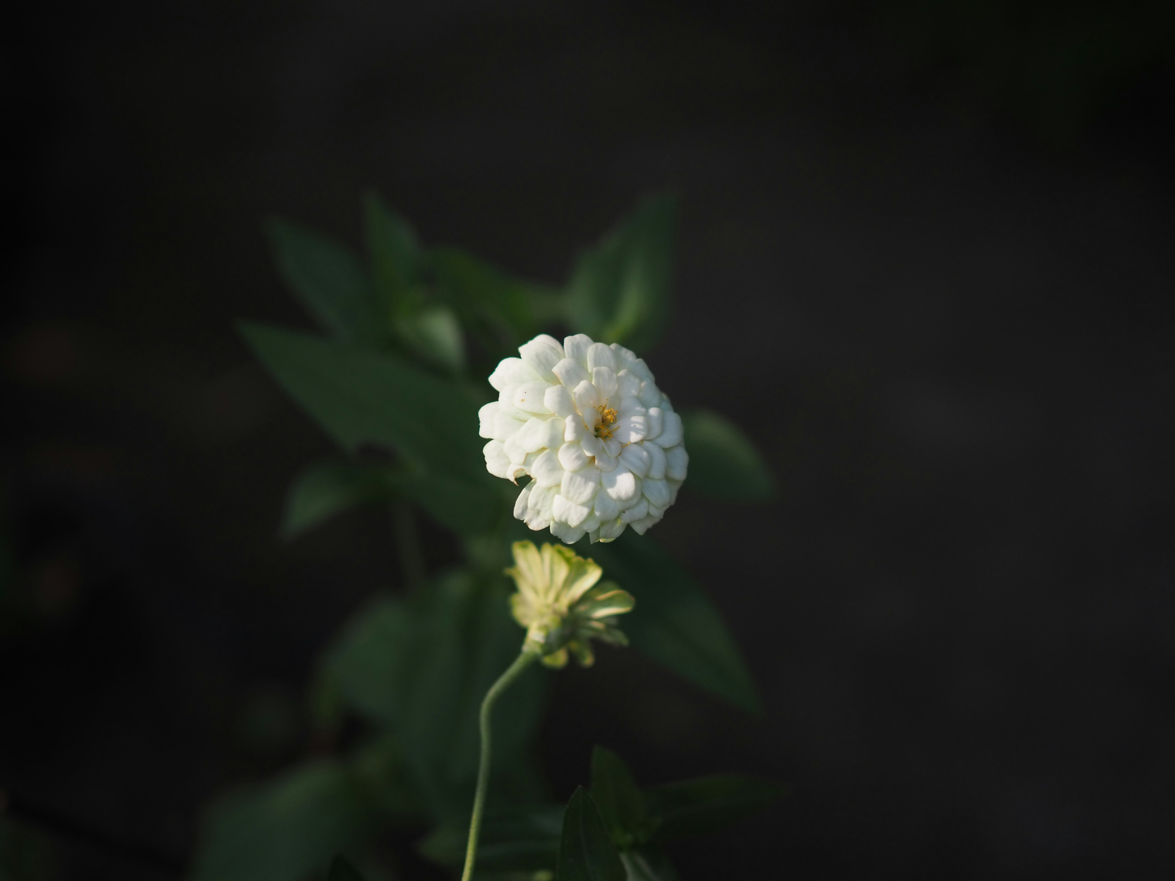 Pianta con un fiore bianco e foglie verdi