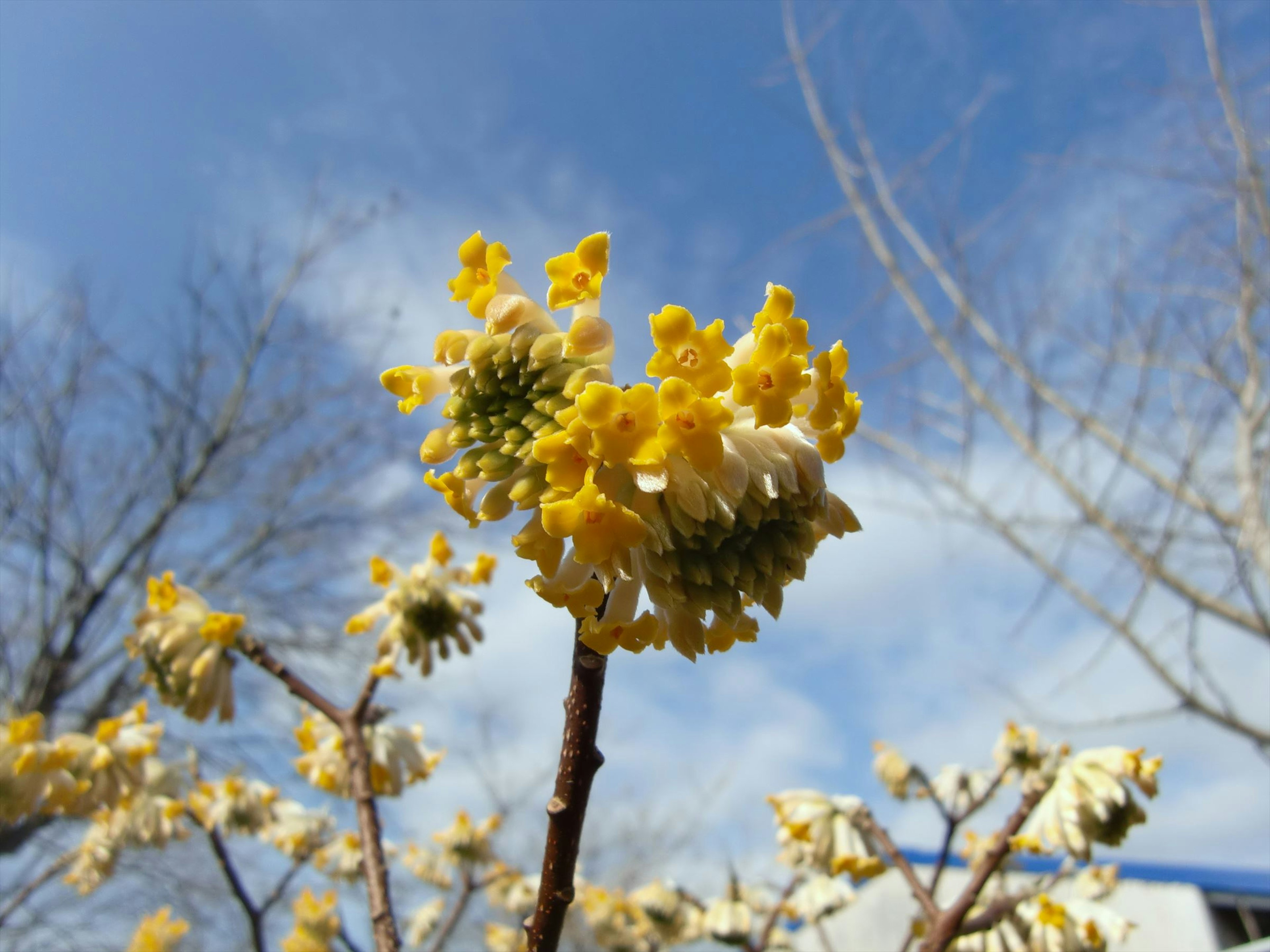 Branch with yellow flowers against a blue sky