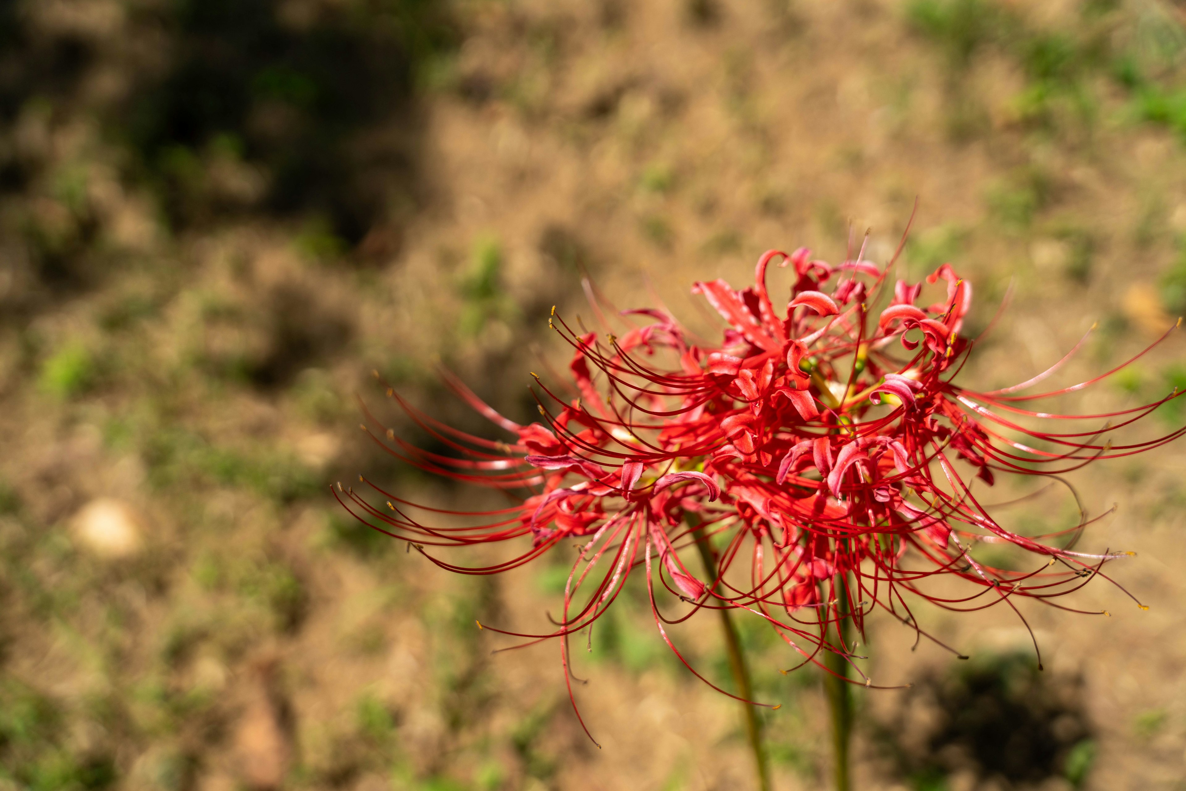 Close-up of a red flower against a blurred ground background