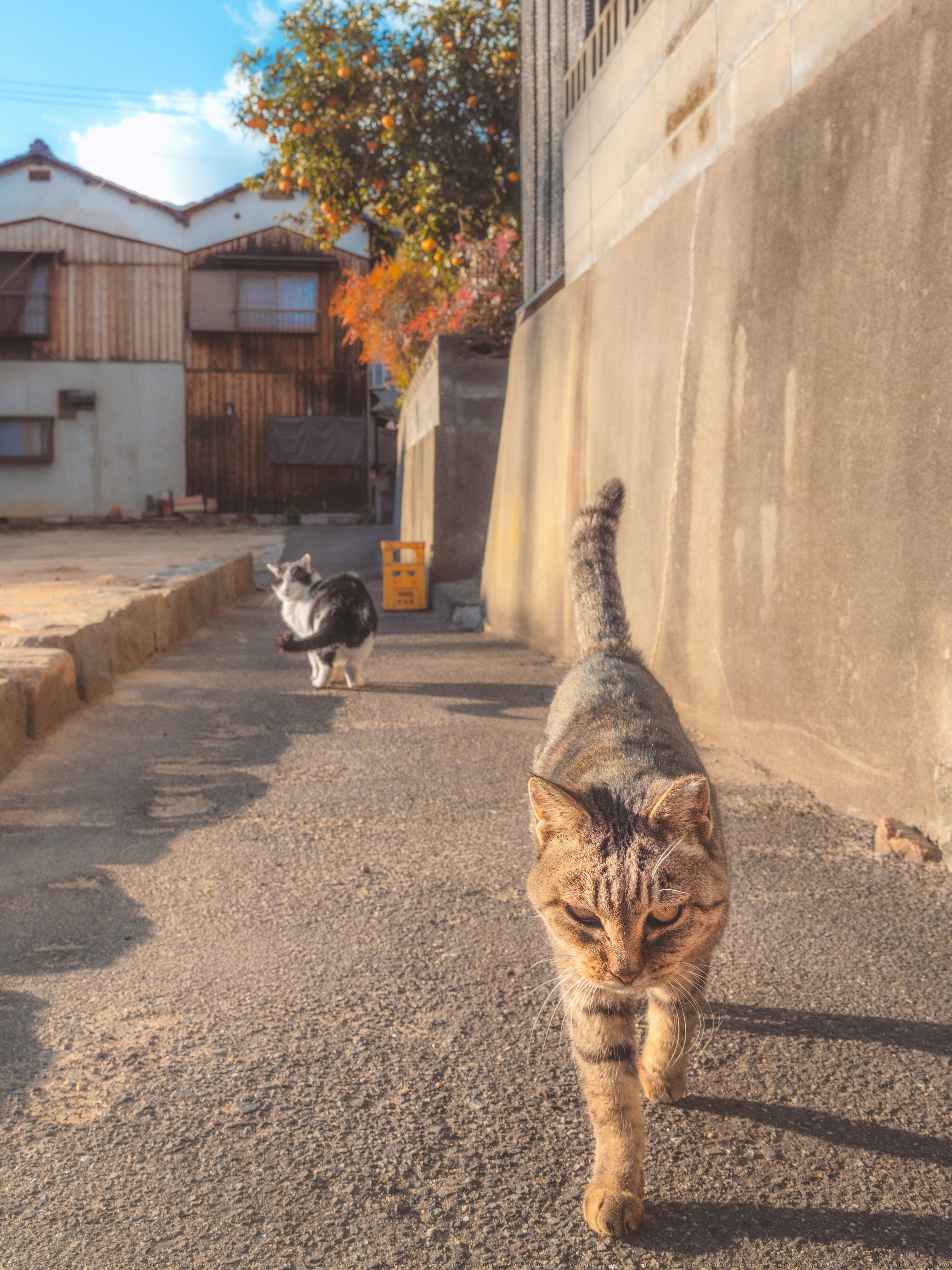 Two cats walking on a path one in the foreground with stripes the background features old houses