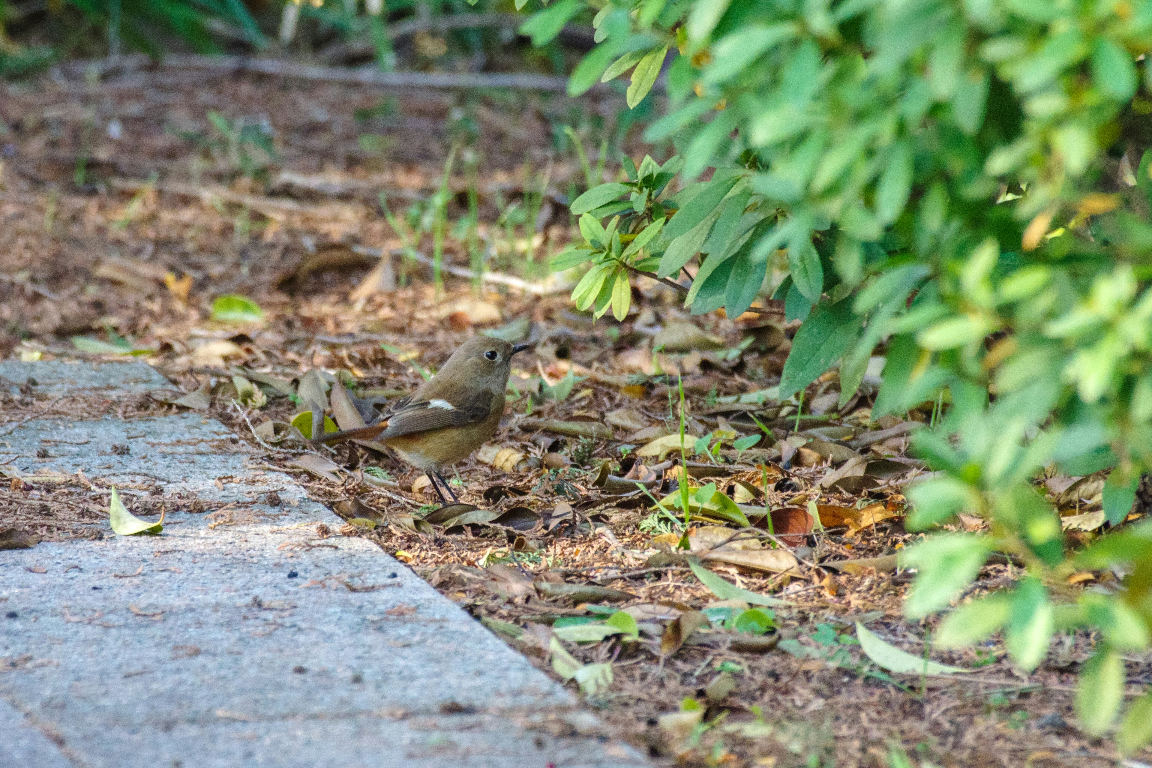 A small bird near a pathway surrounded by green foliage