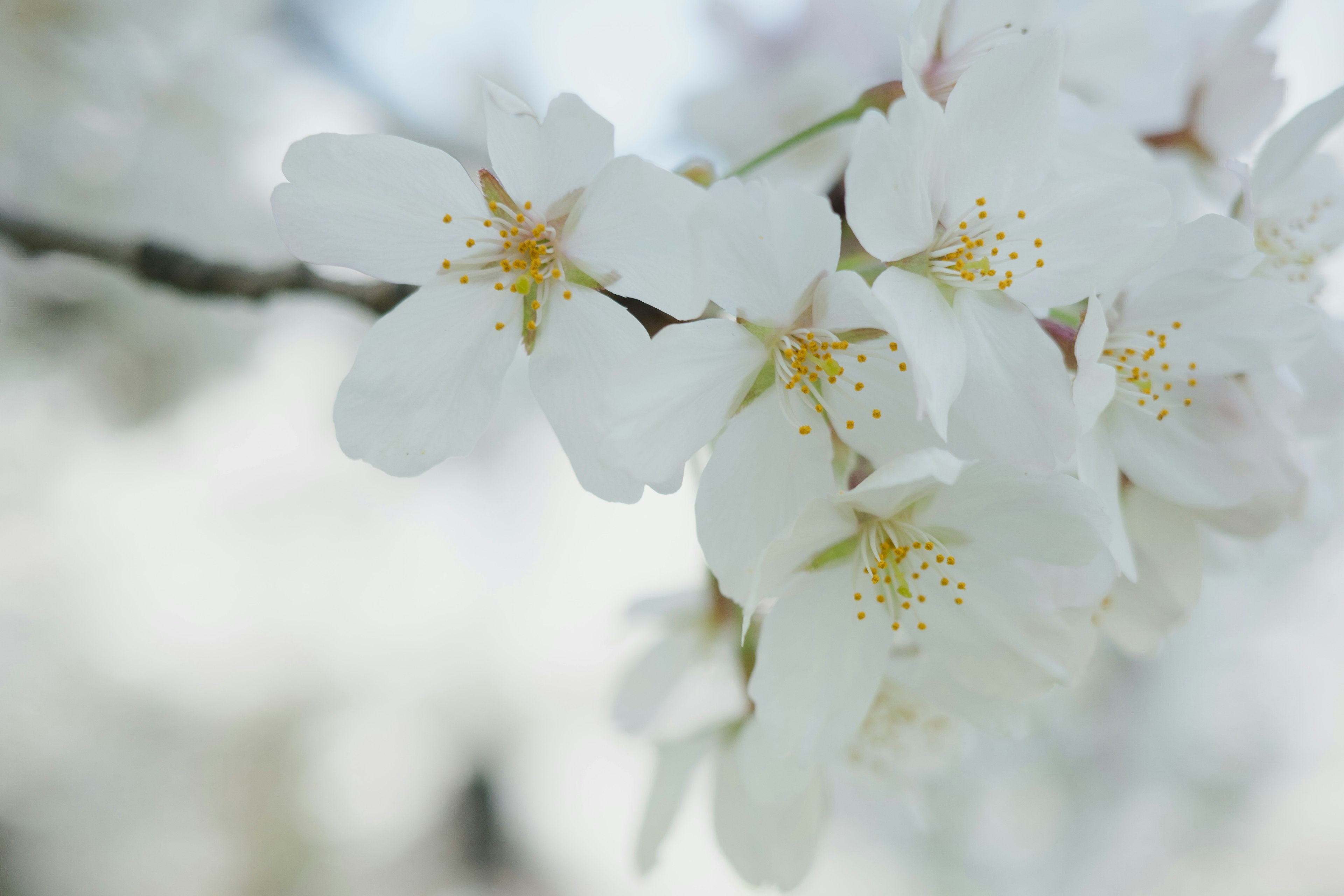 Fiori di ciliegio in piena fioritura con petali bianchi