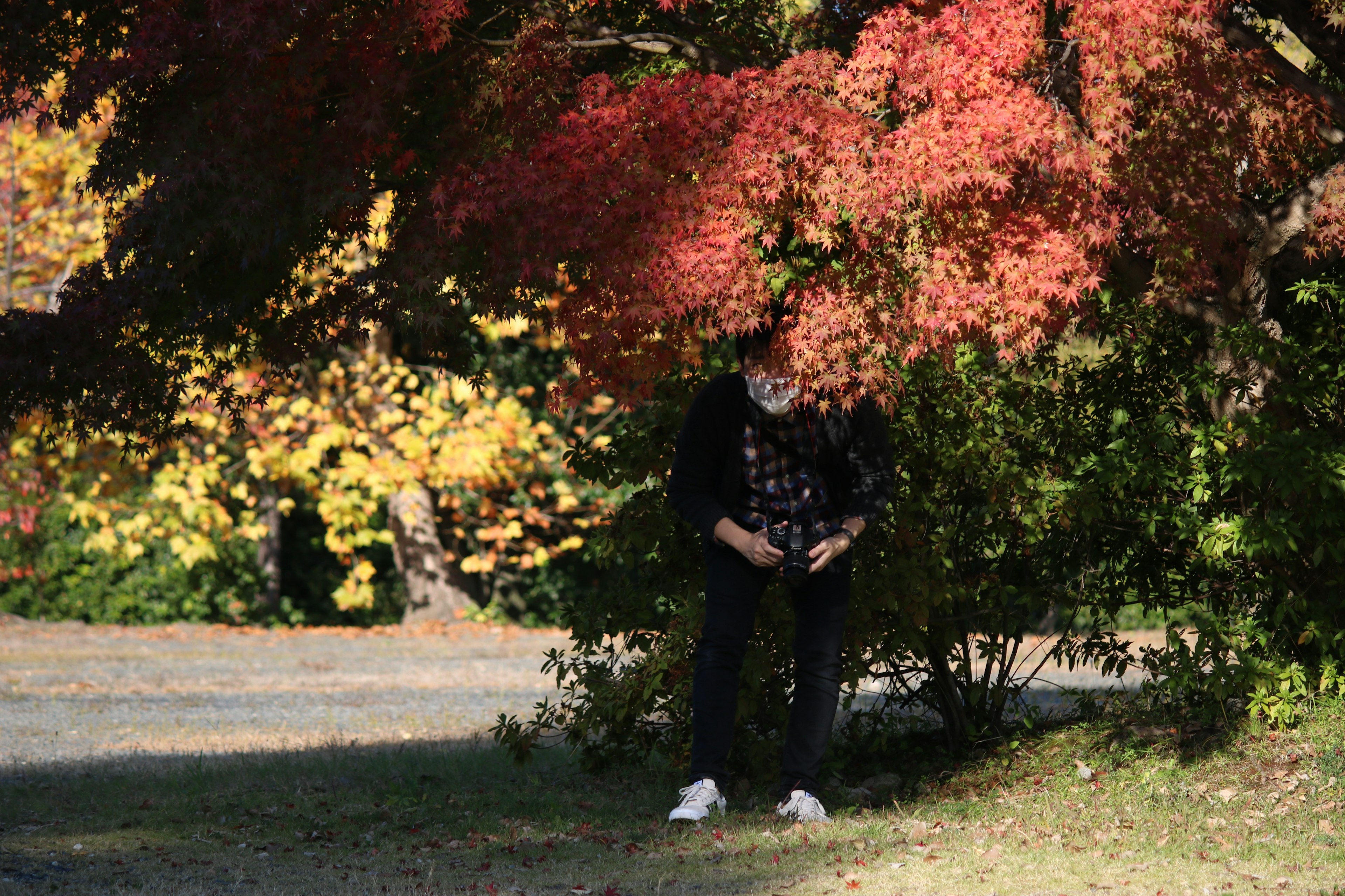 Person standing under vibrant autumn leaves with colorful foliage around