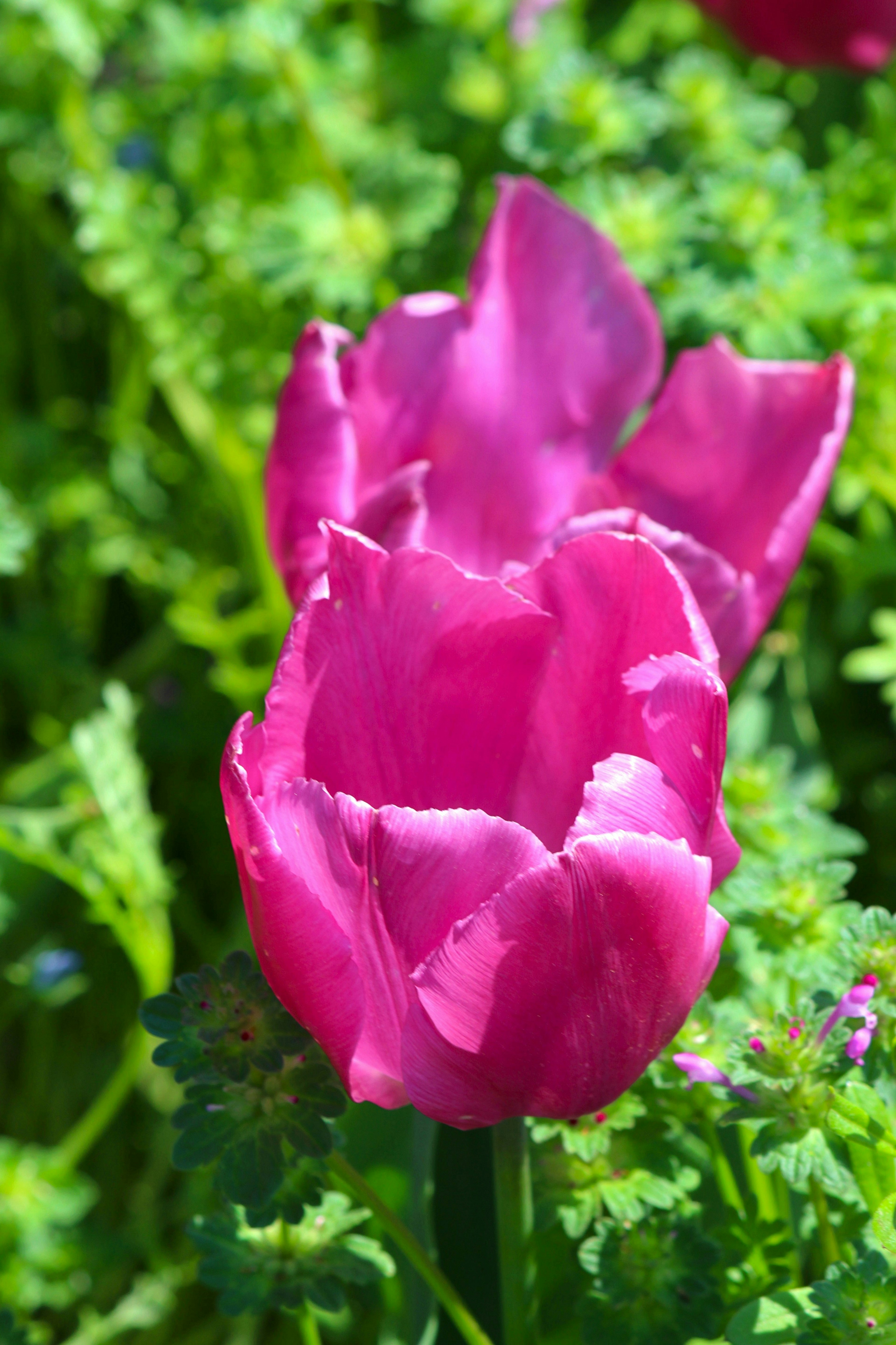 Tulipán rosa vibrante rodeado de follaje verde