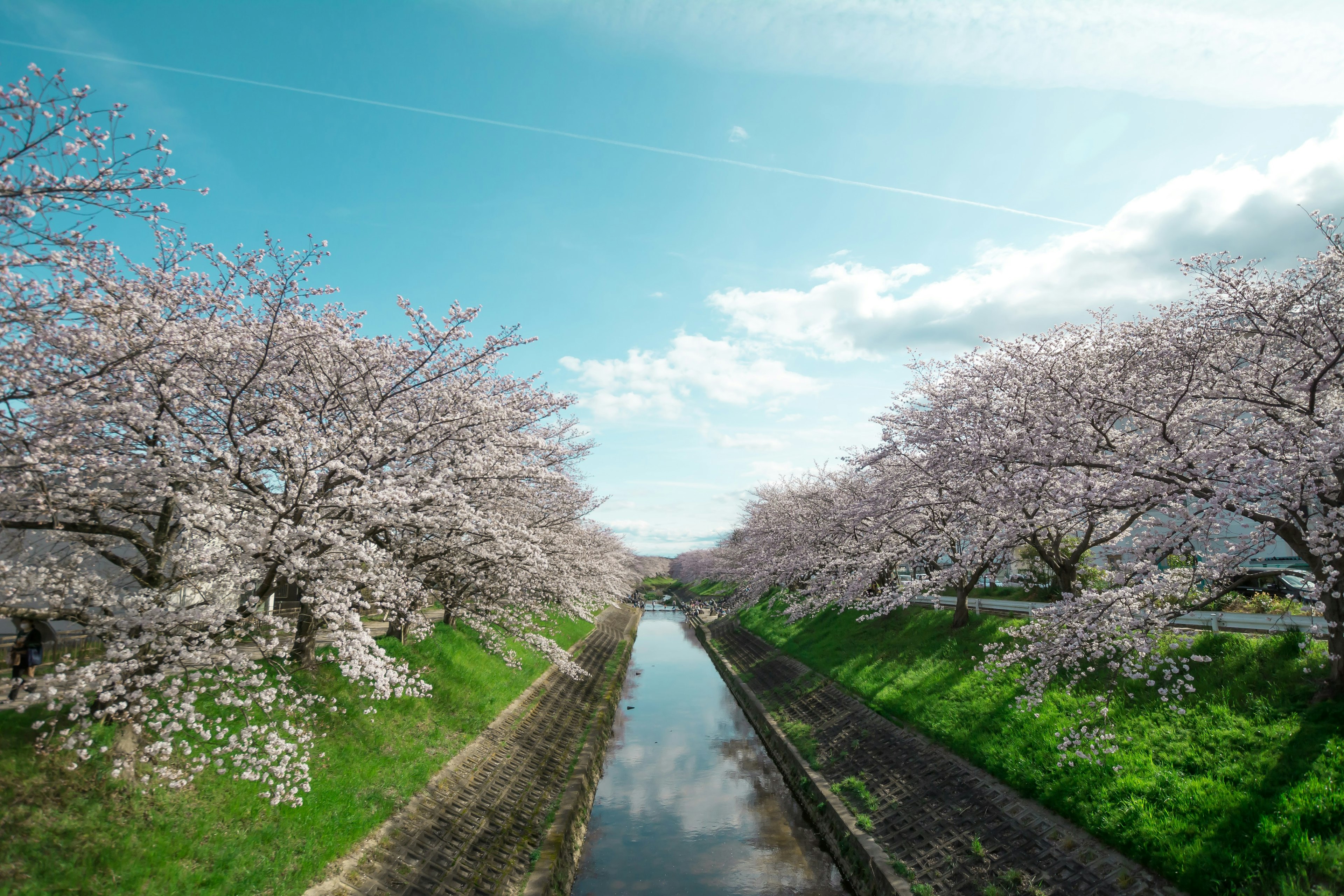 Scenic view of cherry blossom trees lining a tranquil river