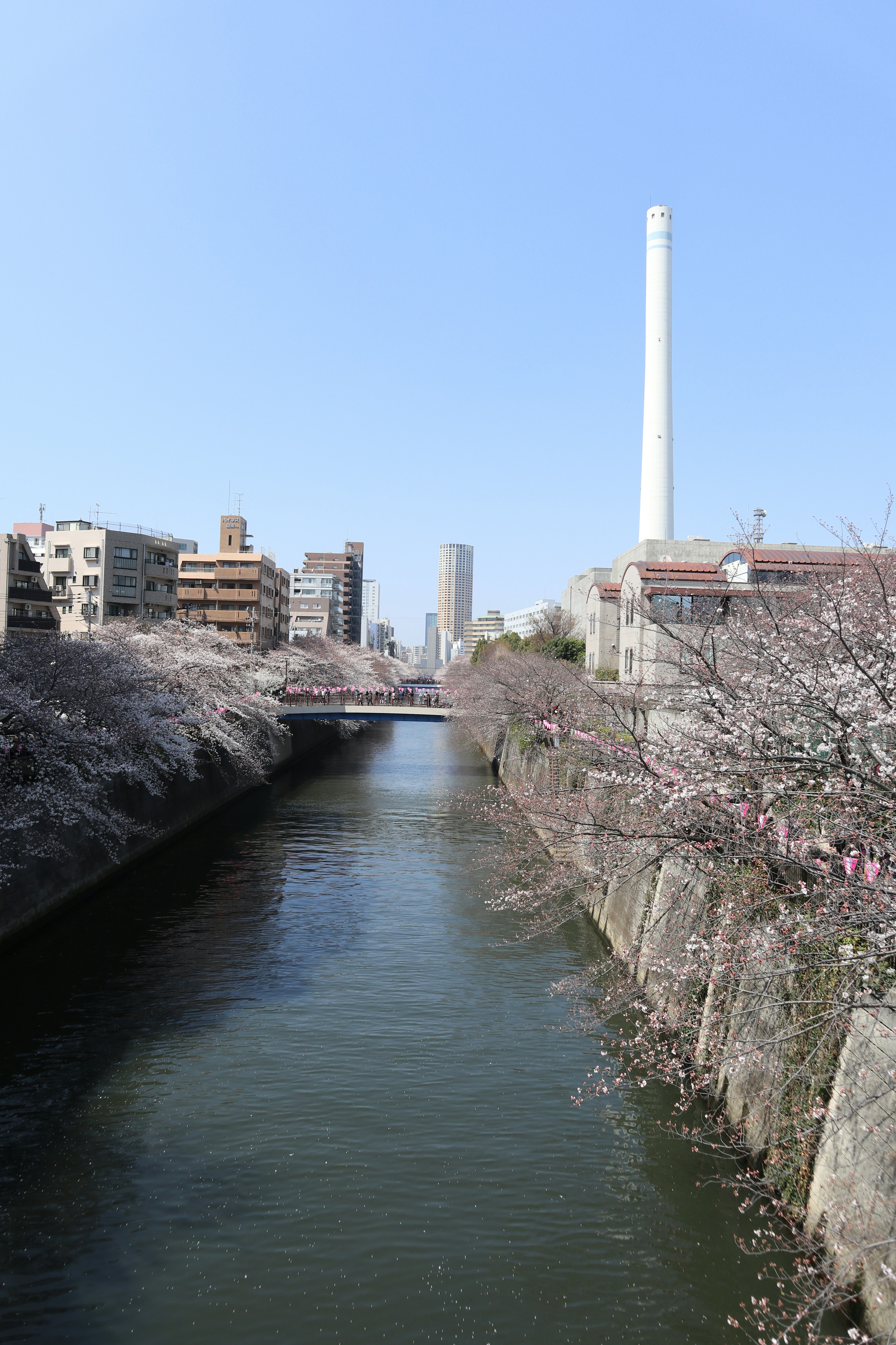 Malersicher Blick auf einen Fluss, gesäumt von Kirschblüten und entfernten Wolkenkratzern