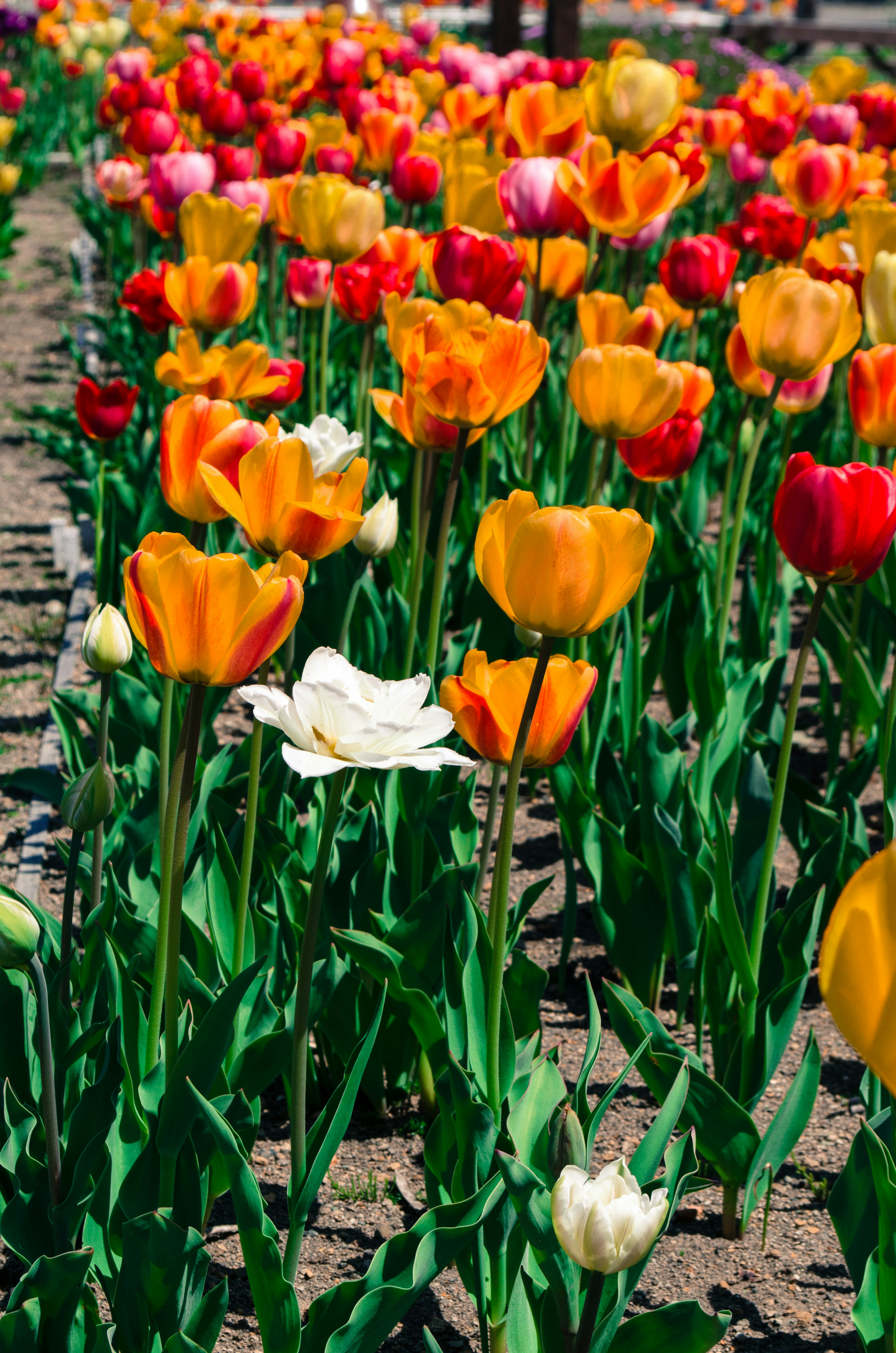 Champ de tulipes coloré avec différentes couleurs de tulipes