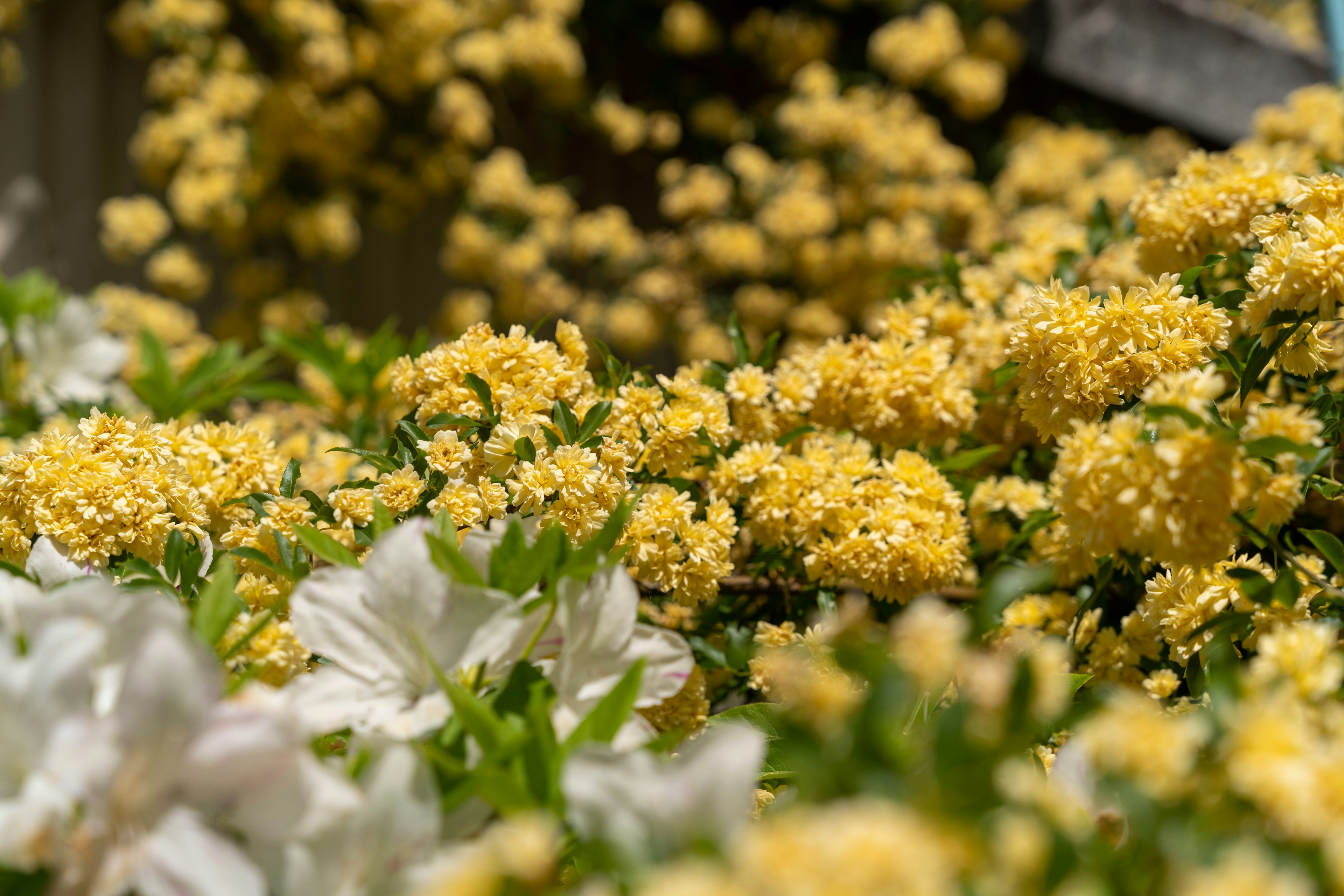 Eine lebhafte Szene mit Gruppen von gelben und weißen Blumen