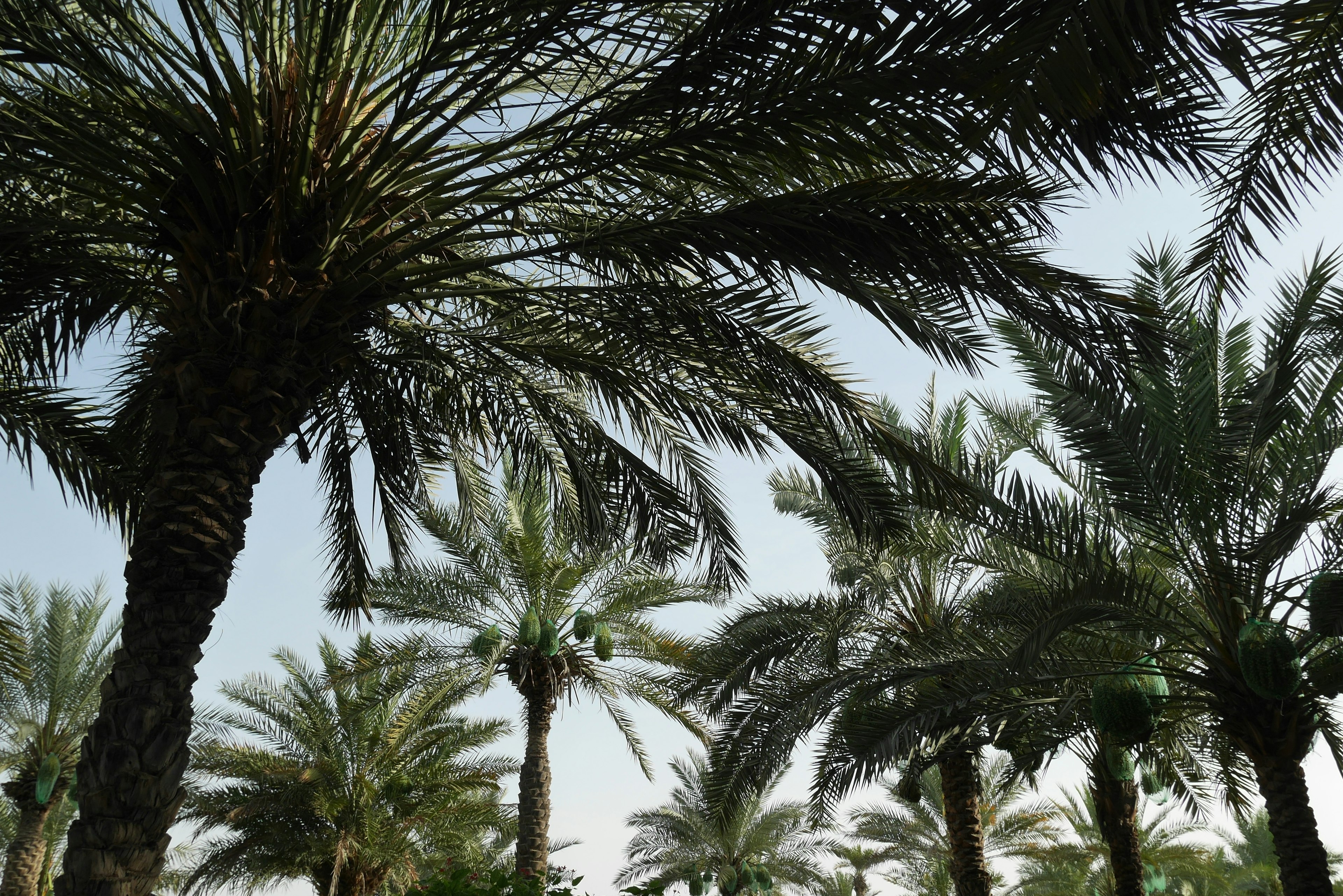 Cluster of palm trees under a clear sky