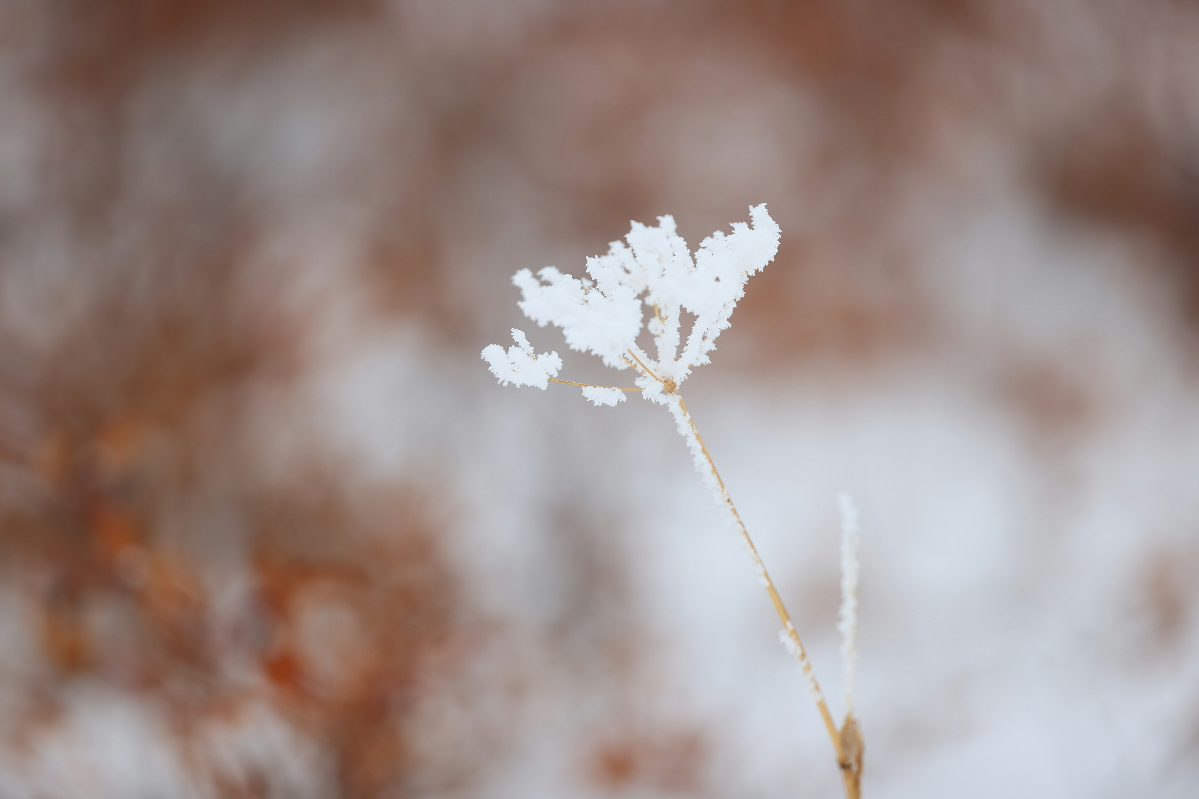 Ein zartes weißes Pflanzenstängel und Blüten, die mit Frost bedeckt sind, vor einem sanften Hintergrund